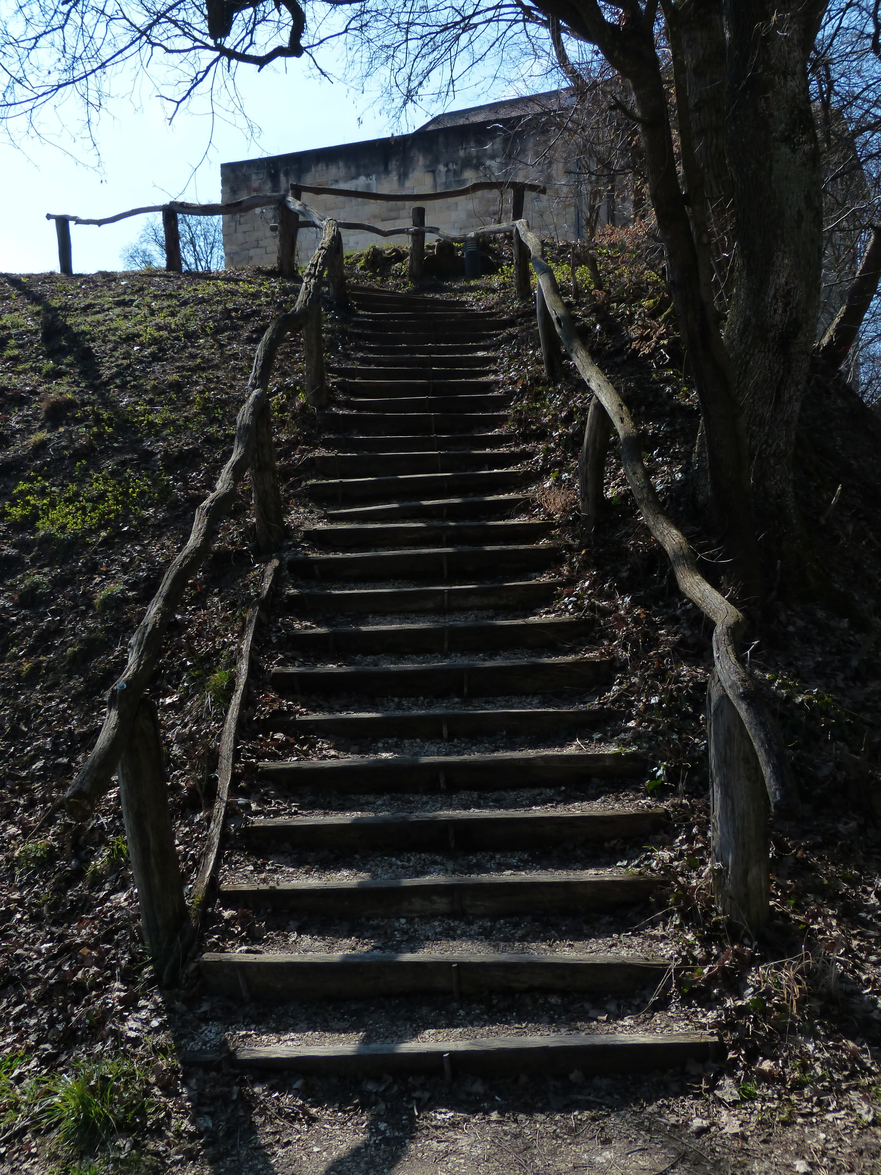 tree, descend, day, stair step, staircase, up, direction, empty, architecture, low angle view, no people, gradually, out, land, 4K, diminishing perspective, Phone HD Wallpaper