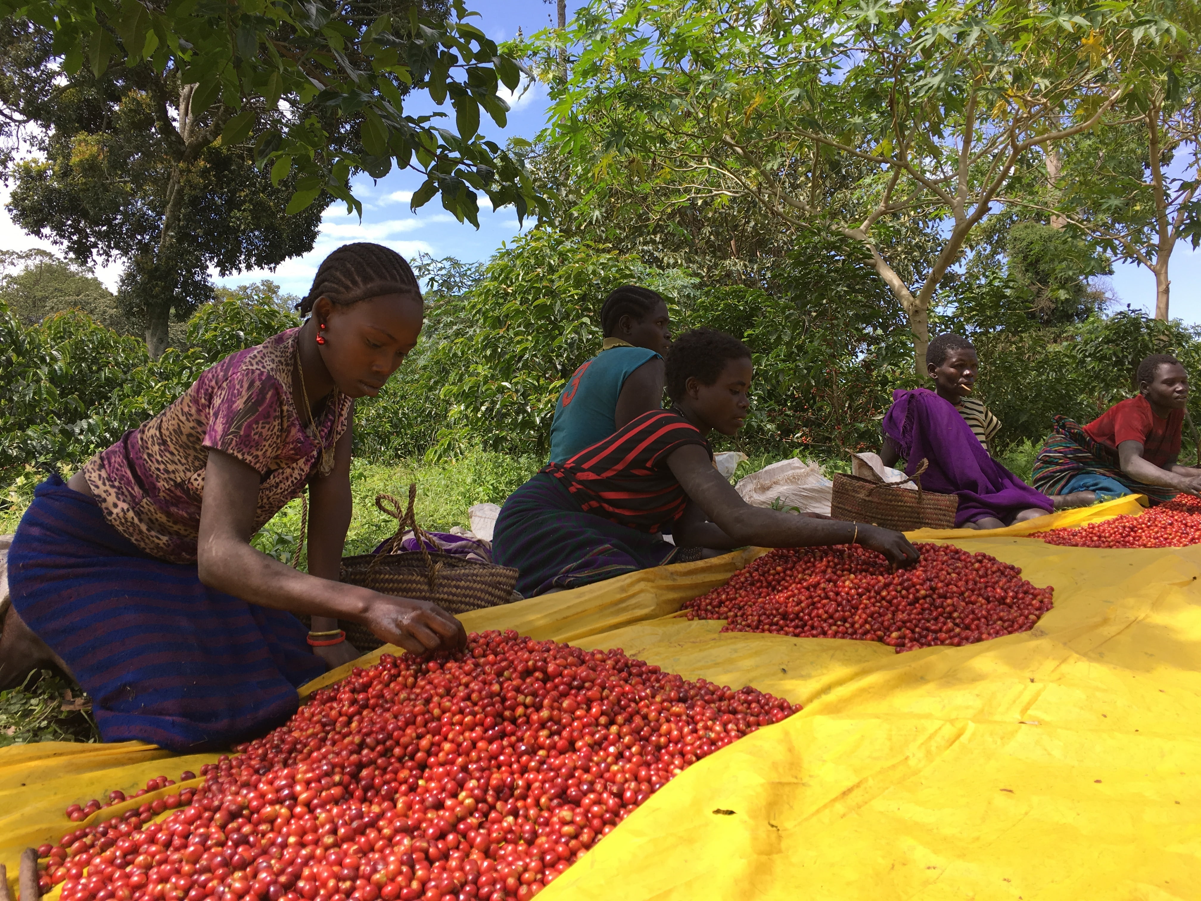 4K, real people, freshness, group of people, tree, farm, men, coffee, abundance, selling, market, agriculture, ethio, healthy eating, adult, sitting, day, HD Wallpaper