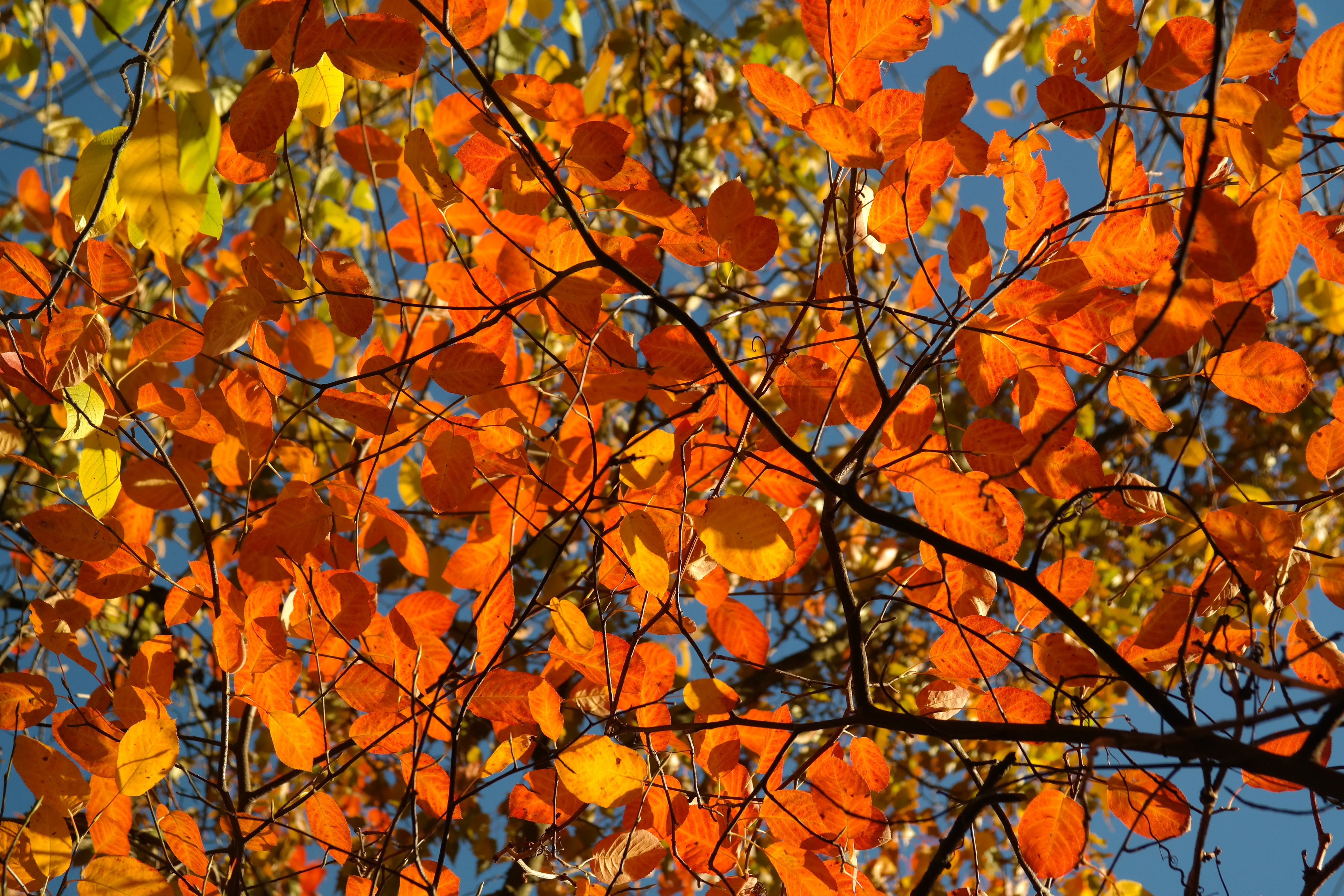 multi Colored, natural condition, rock medlar, common rock pear, amelanchier, season, bush, rosaceae, nature, outdoors, maple leaf, color, plant part, october, HD Wallpaper