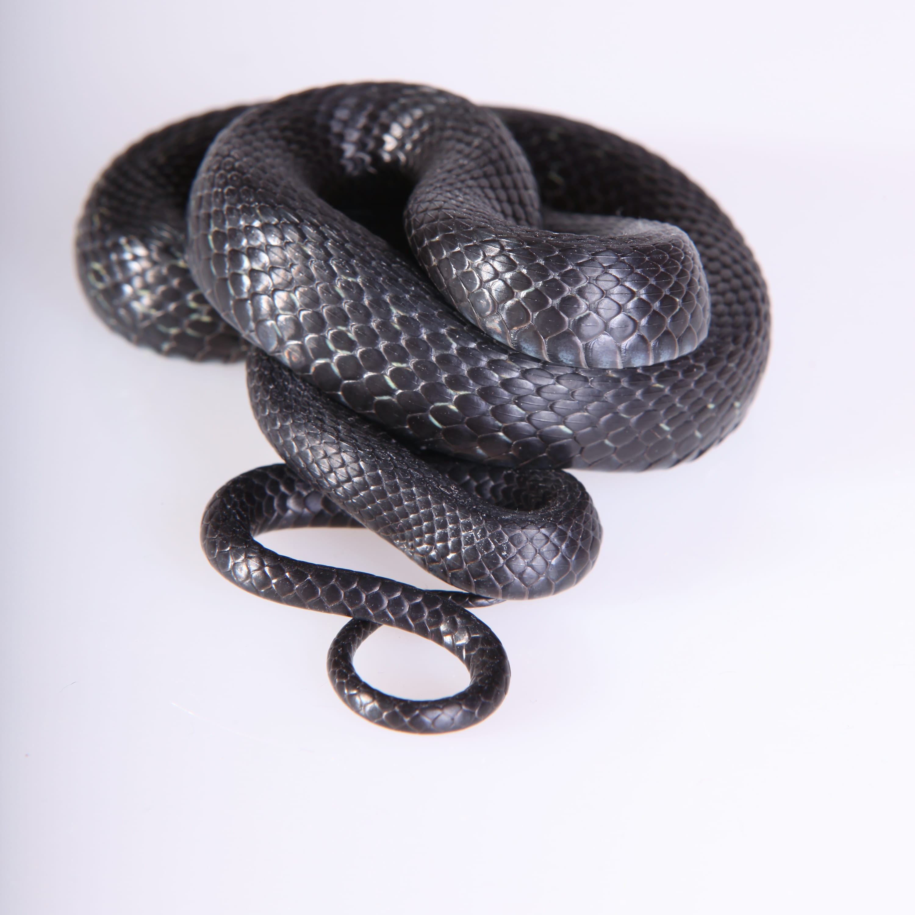 season, focus, one, indoors, no people, head, metal, slither, man made, threats, macro, silver colored, reptile, jewelry, hunting, cold, outdoors, smooth, Phone HD Wallpaper