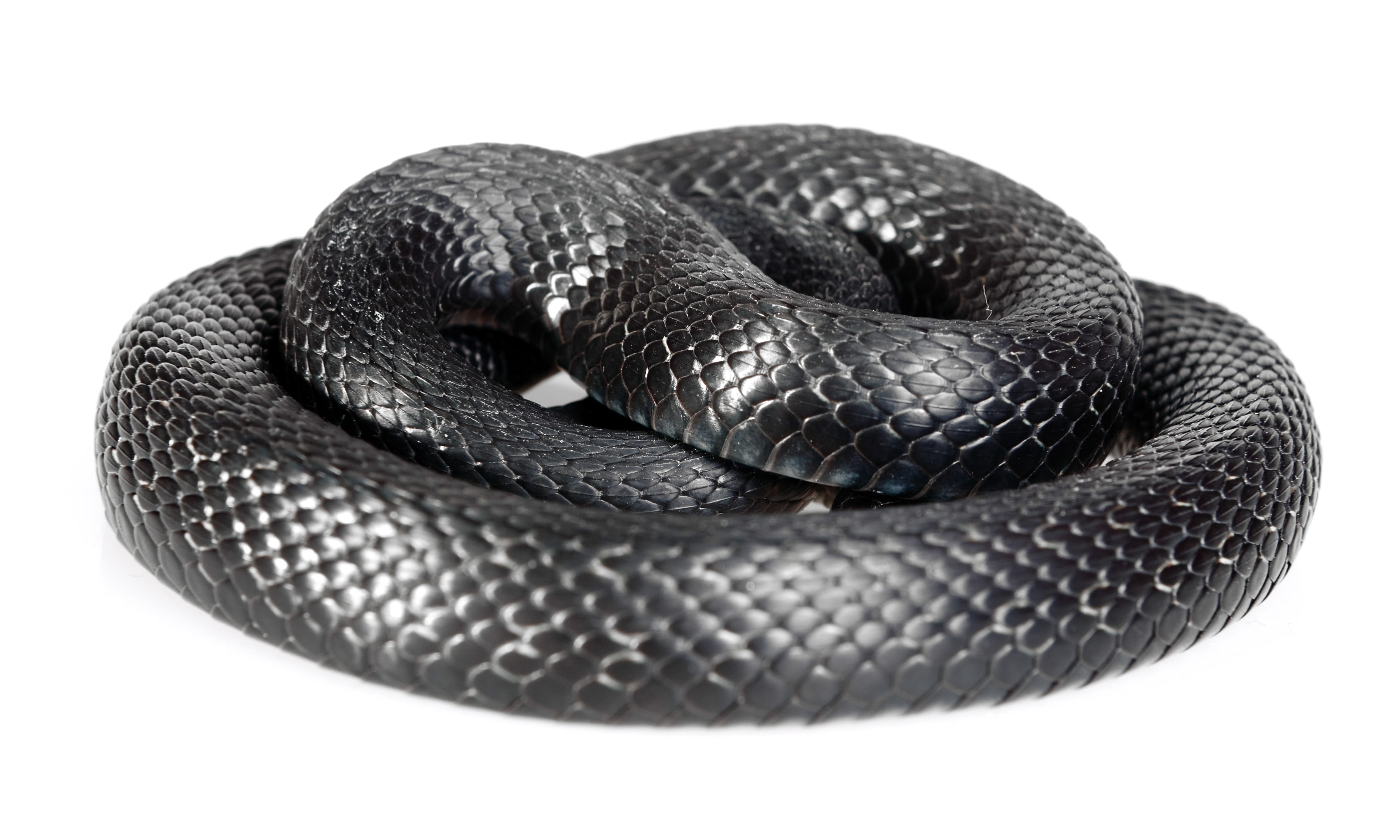 snake, scale, close-up, hunting, animal wildlife, skin, head, blooded, slither, animal body part, one animal, macro, sign, land, smooth, black, curled up, HD Wallpaper