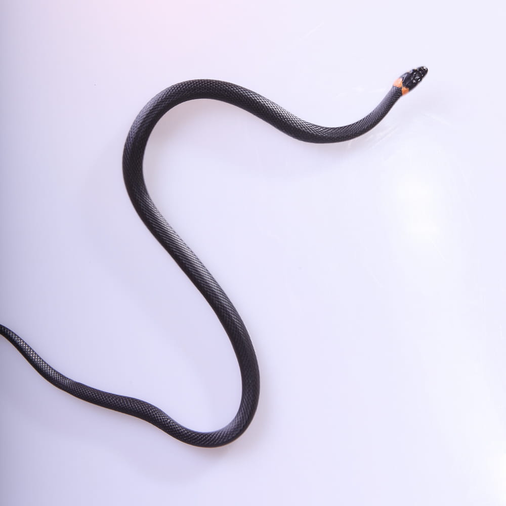 head, outdoors, isolated, smooth, curve, invertebrate, one, orange, snake, land, one animal, forked, macro, nature, poisonous, skin, studio shot, fear, Phone HD Wallpaper