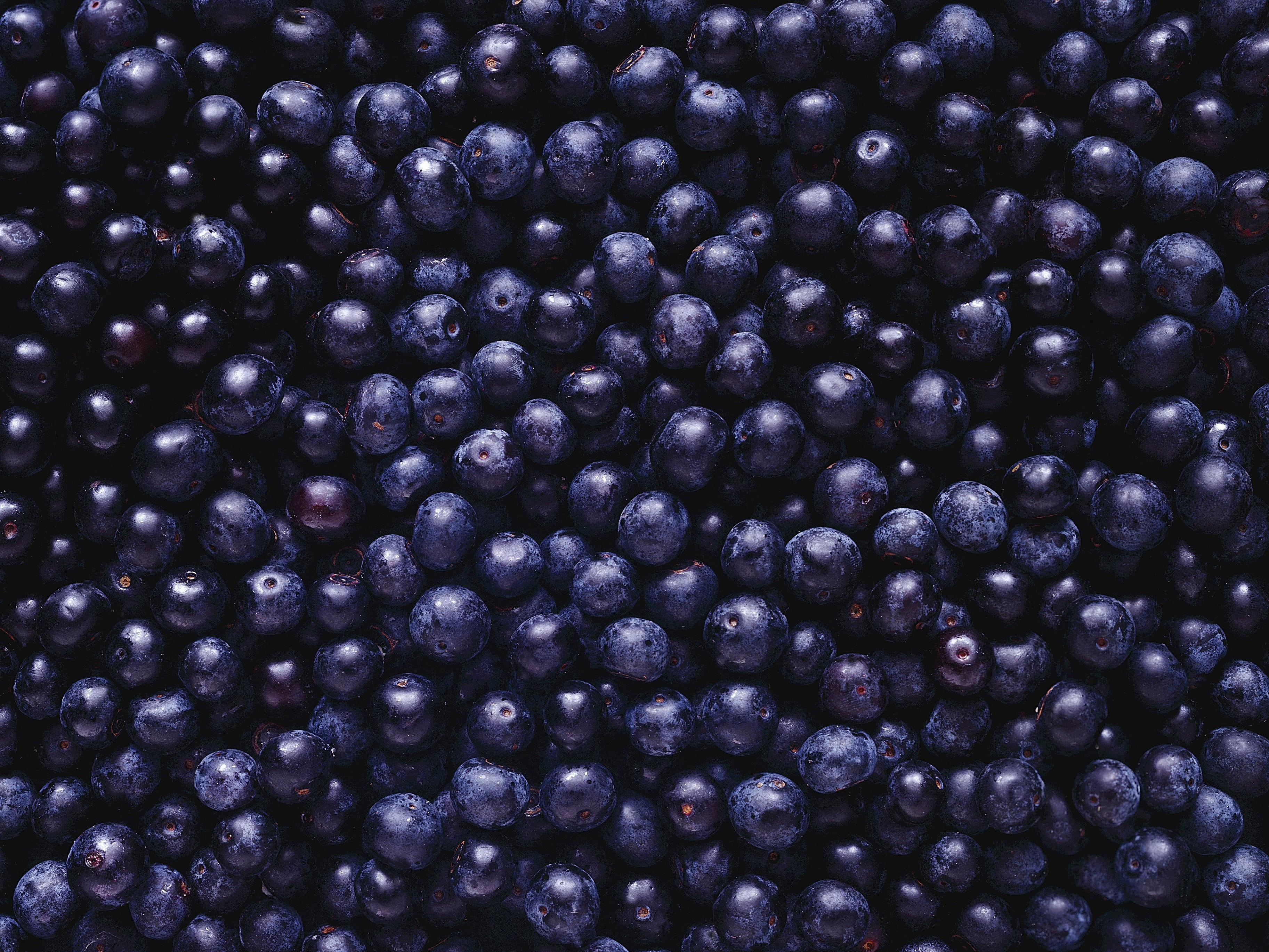 blueberries, 2K, fruit, food, berries, HD Wallpaper