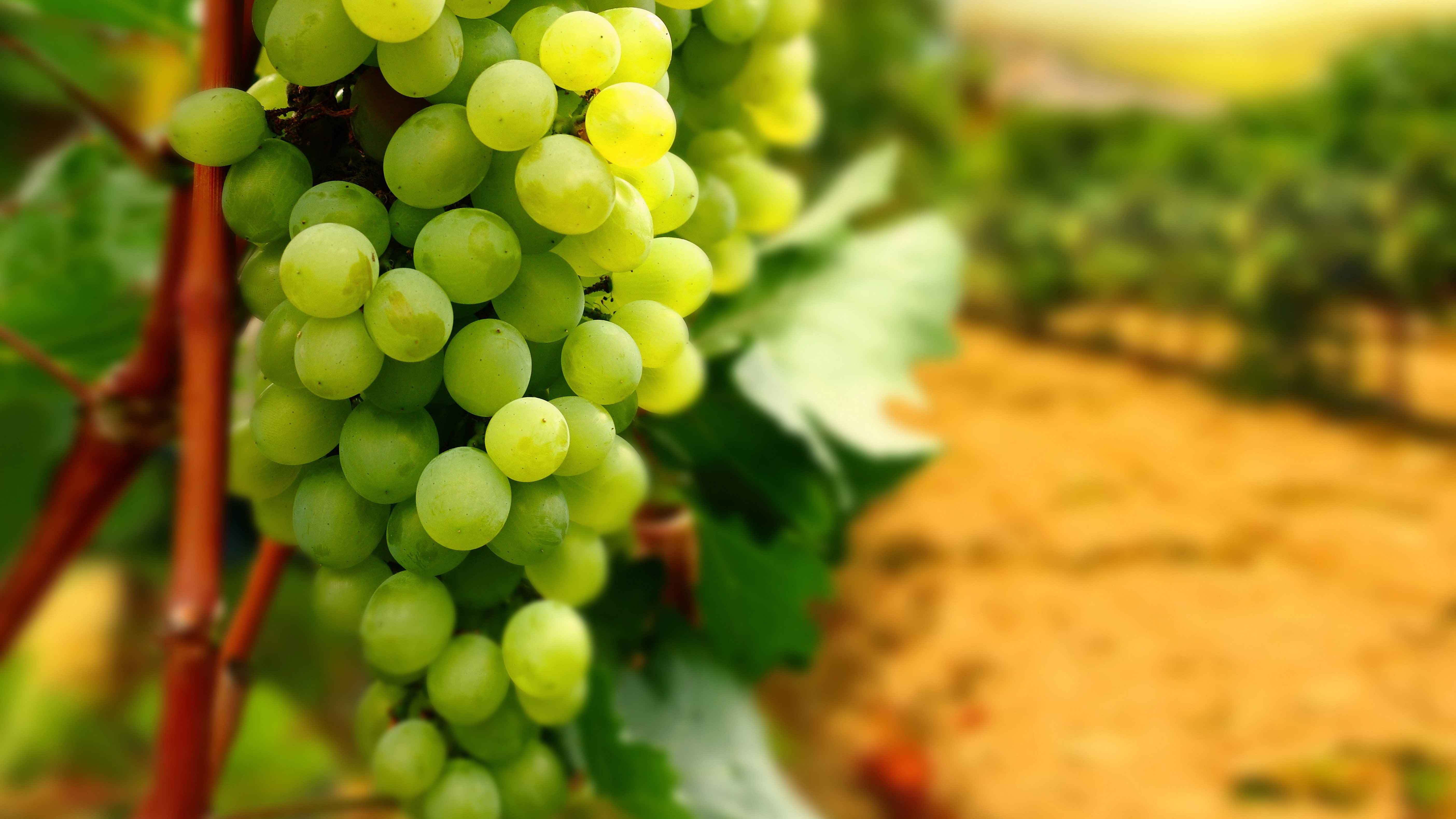 fruit, 5K, wine, grapes, HD Wallpaper