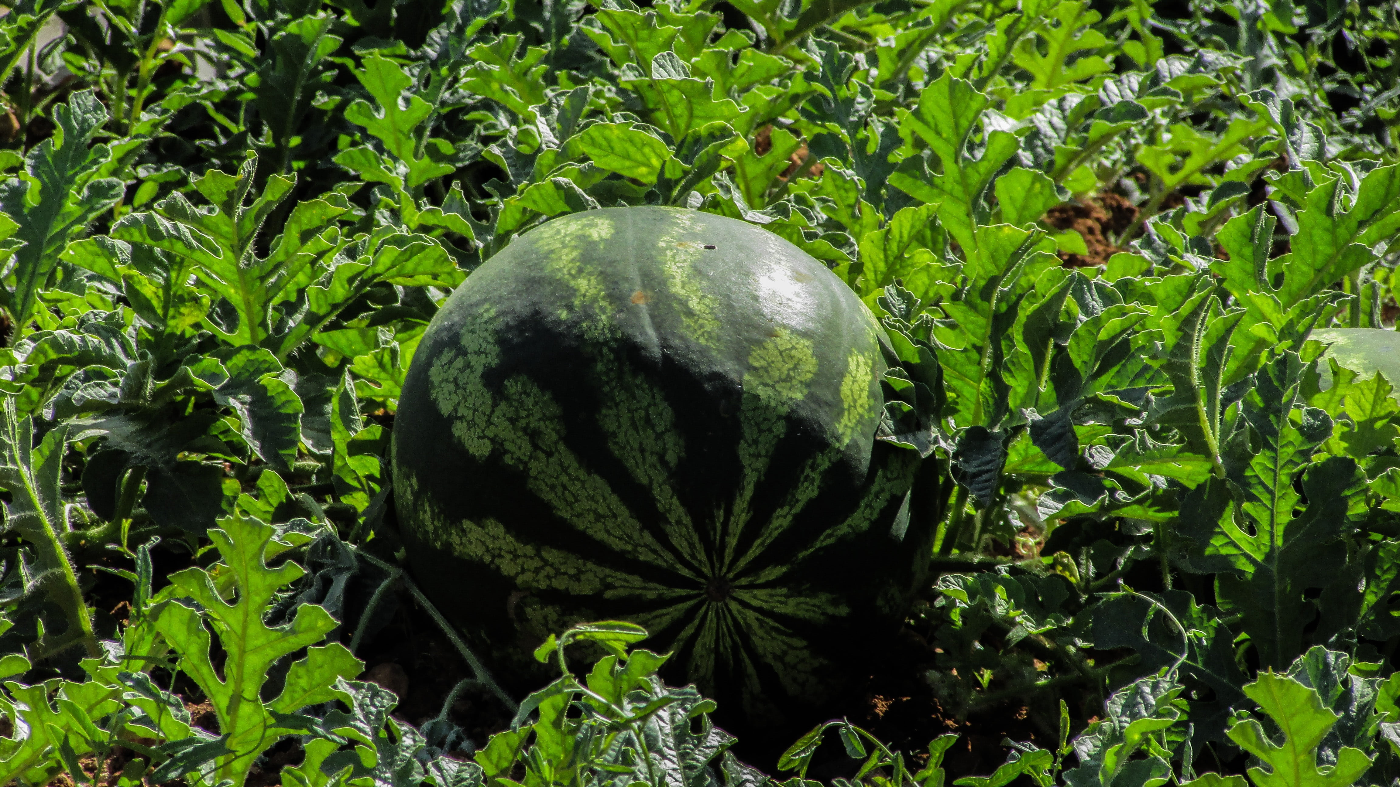 beauty in nature, garden, food, freshness, day, farm, 4K, plant part, green color, vegetable, organic, no people, pumpkin, watermelon, tranquility, foliage, HD Wallpaper