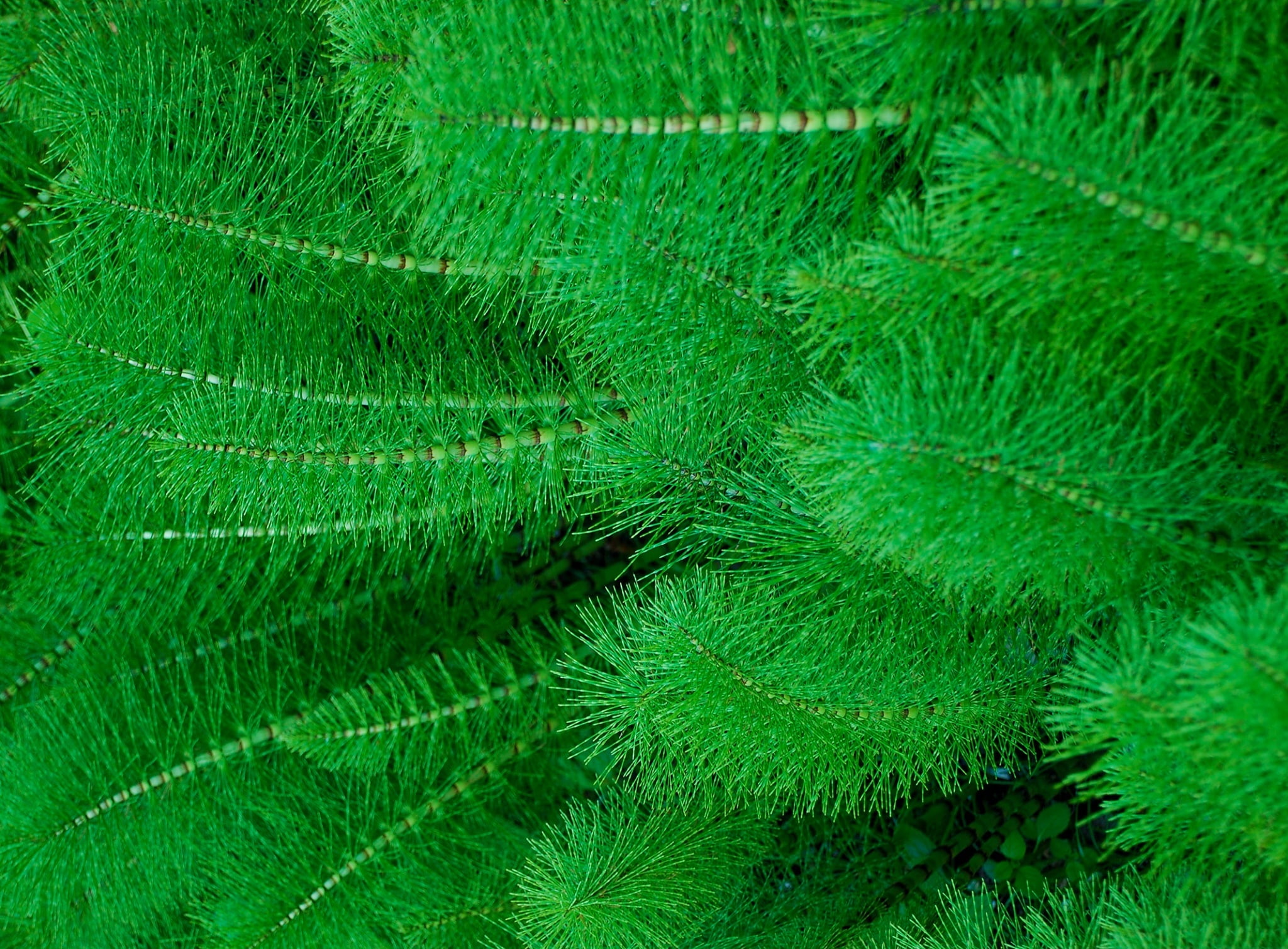 nature, natural pattern, backgrounds, coniferous tree, Poznan, linear, Equisetum telmateia, plant part, beauty in nature, Fresh, no people, close-up, tree, HD Wallpaper