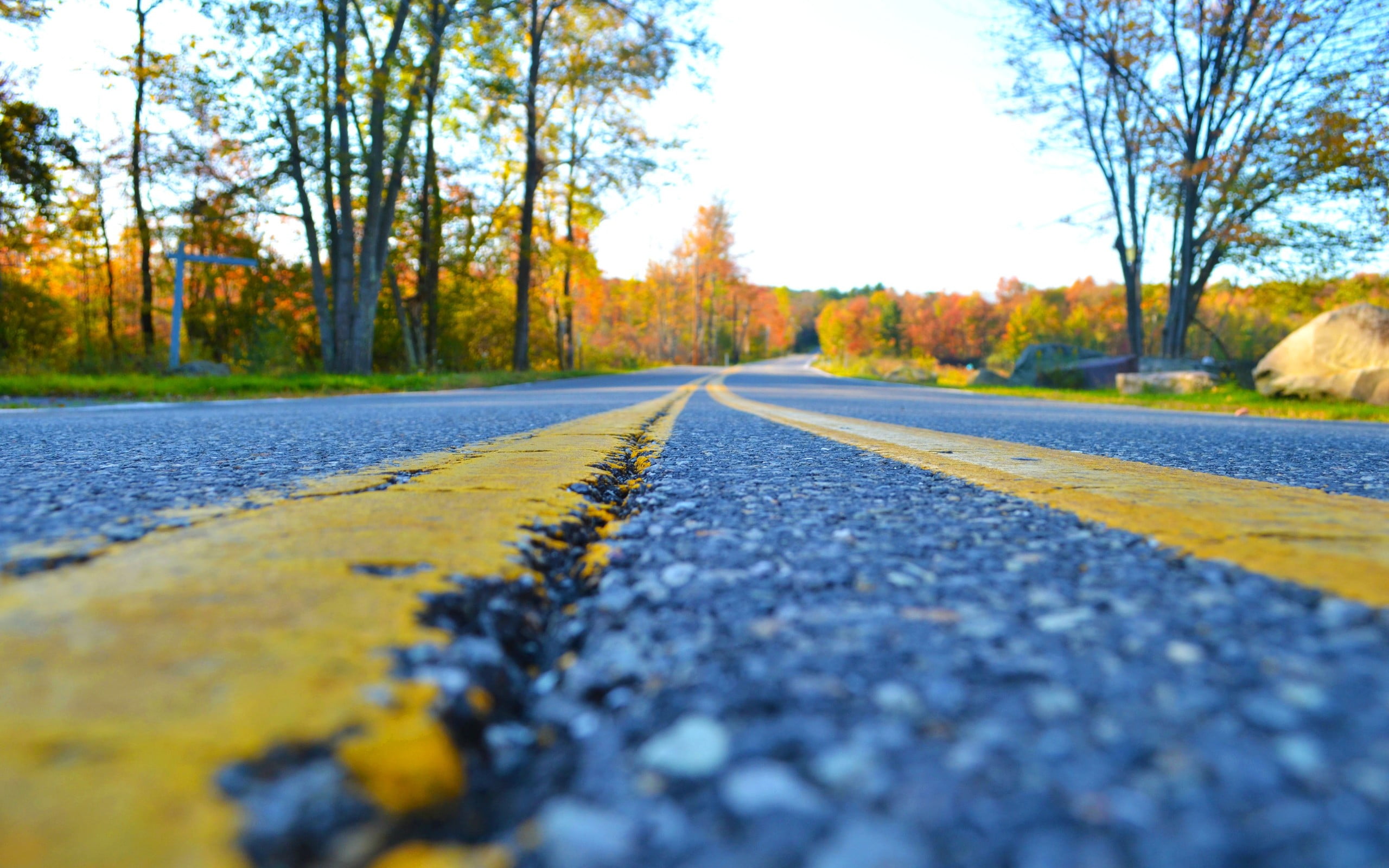 day, transportation, nature, diminishing perspective, leaf, closeup, worms eye view, change, yellow, tree, landscape, trees, outdoors, plant, untitled, HD Wallpaper