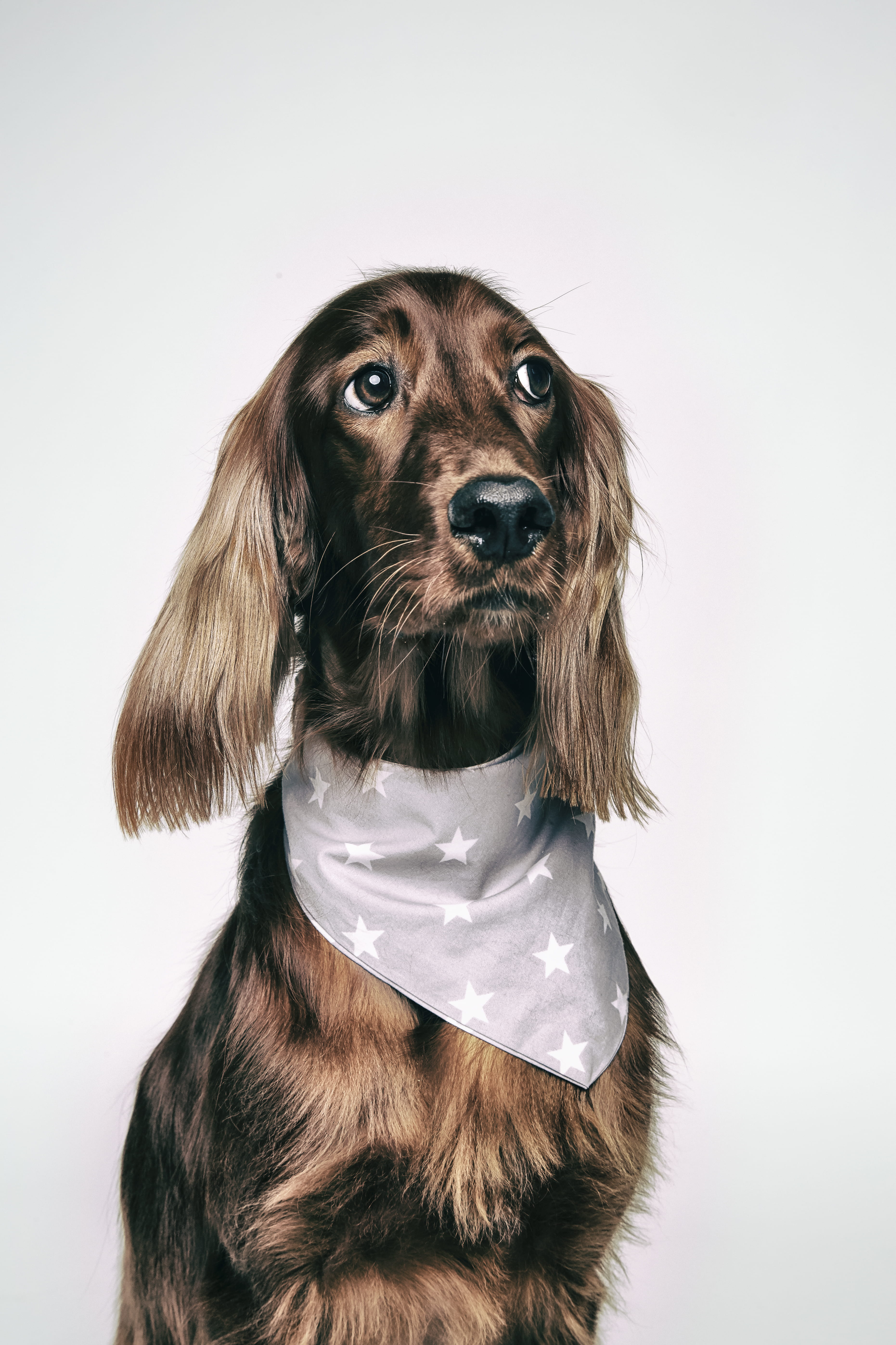 no people, one animal, close-up, vertebrate, hairstyle, eyes, animal themes, animal body part, fawn, medium, animal, dog head, little, close -up, bandana, Phone HD Wallpaper