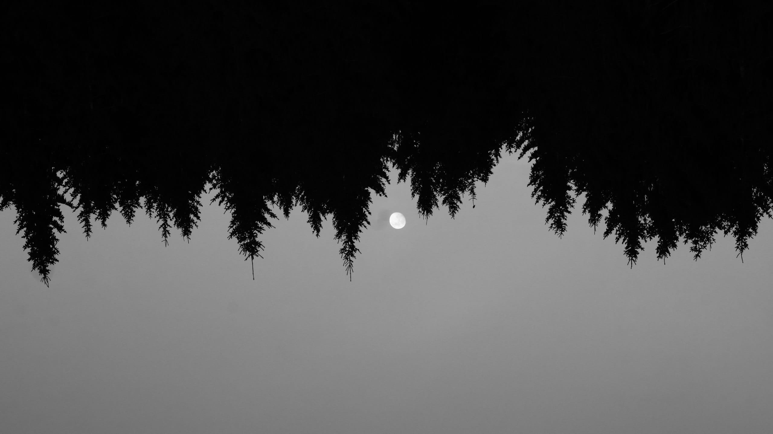 fog, nature, idyllic, plant, silhouette, trees, dark, outdoors, forest, land, copy space, bw, coniferous tree, abstract, pine woodland, tranquil scene, HD Wallpaper