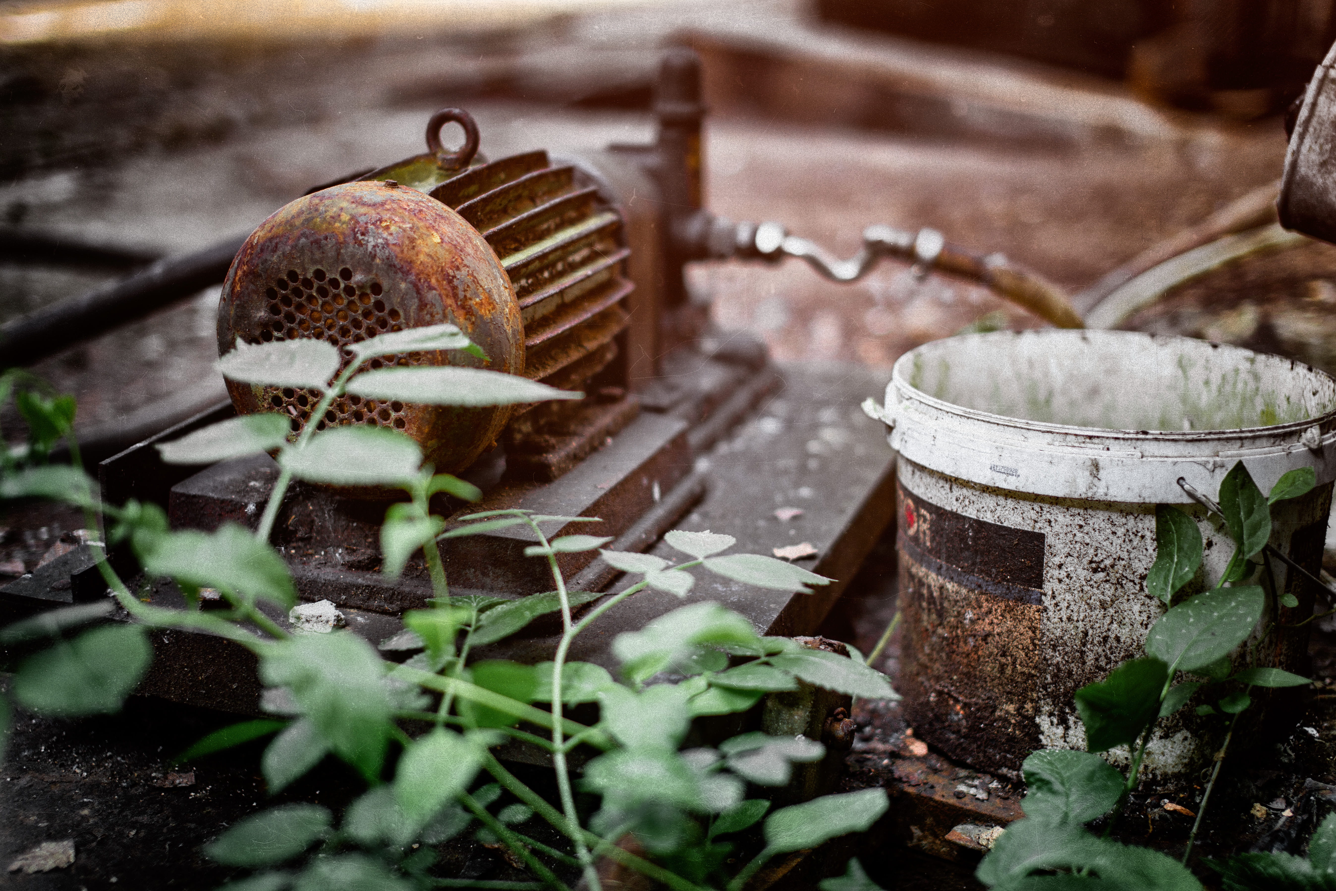 spremberg, damaged, 5K, mushroom, sports, growth, food and drink, insect, cricket insect, pump, green, selective focus, water, rust, brown, rusted, plant, HD Wallpaper