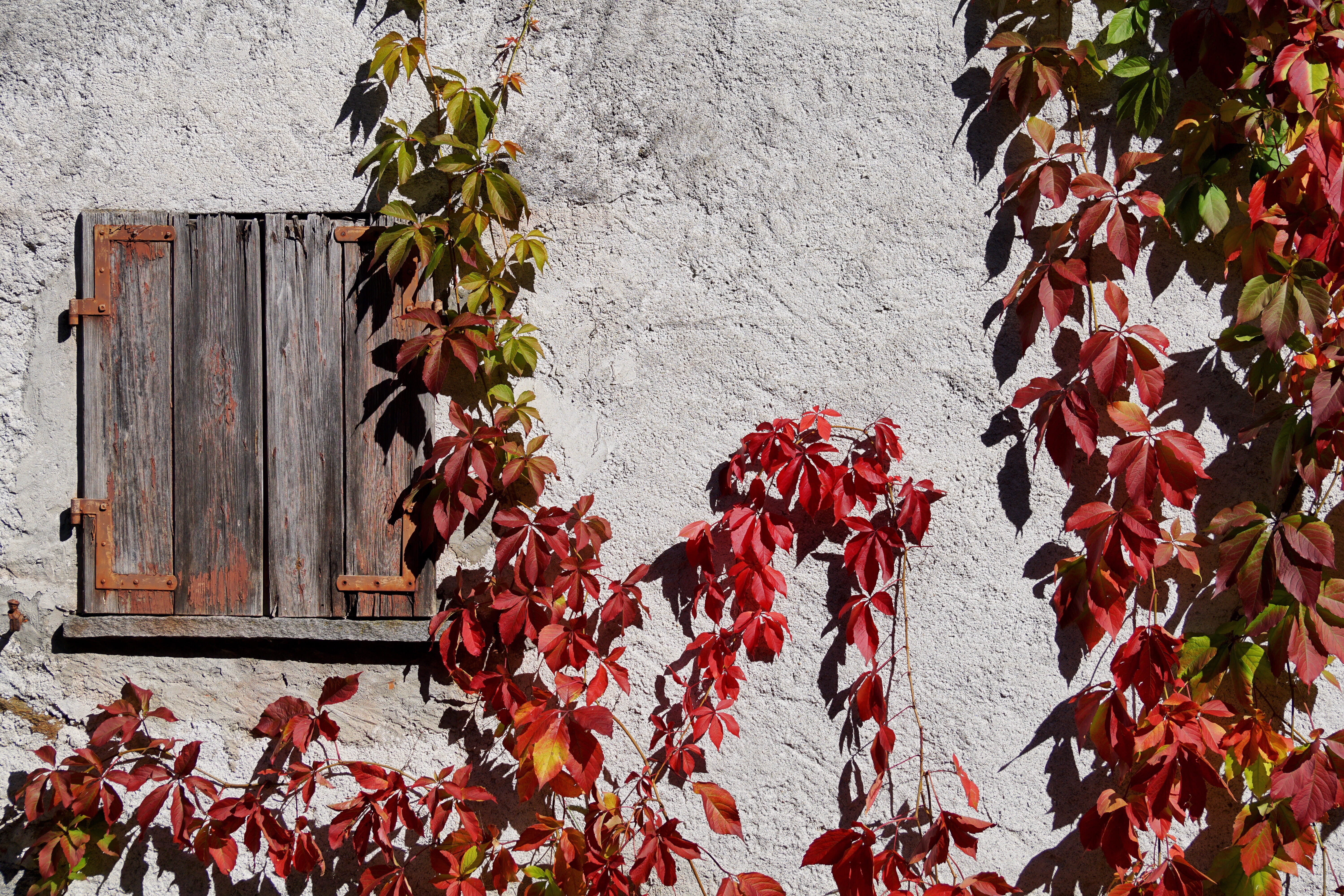 white wall, shadow, whip vine, no people, autumn, old house, strong, colorful, day, shutters, vine, leaves, fall foliage, leaf veins, beside, plant, old facade, HD Wallpaper