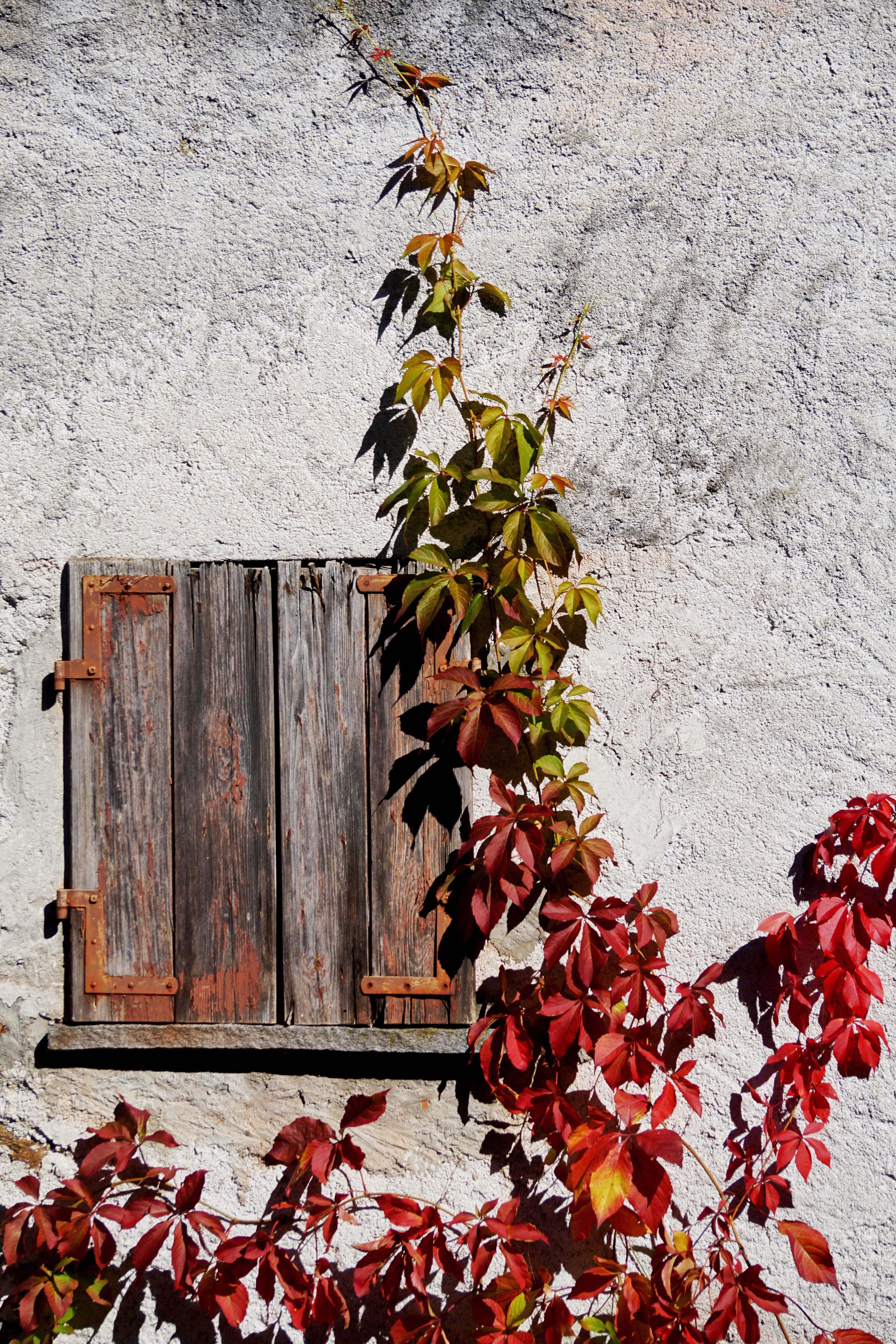 beauty in nature, wood - material, lichtspiel, mood, ranke, lighting, leaves, bright, wine partner, autumn colours, climber, wall, emerge, vine leaves, Phone HD Wallpaper