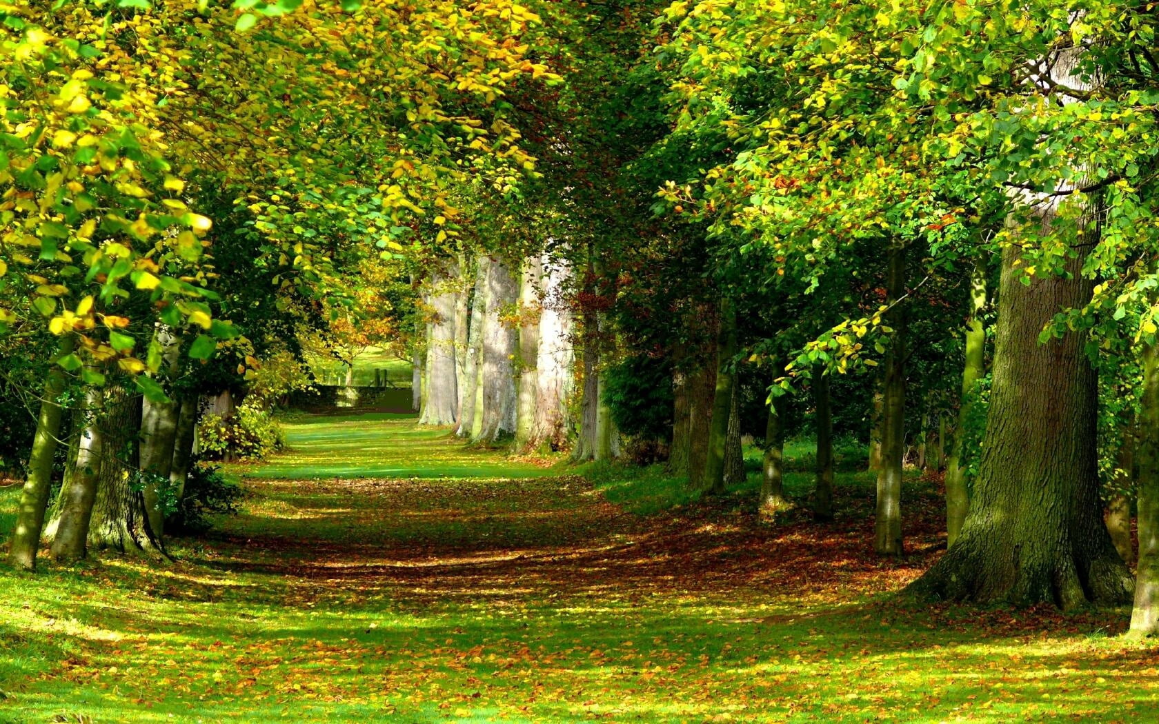 morning, tree, alley, idyllic, red, season, woodland, no People, vibrant Color, direction, scenics, light - Natural Phenomenon, landscape, park, footpath, HD Wallpaper