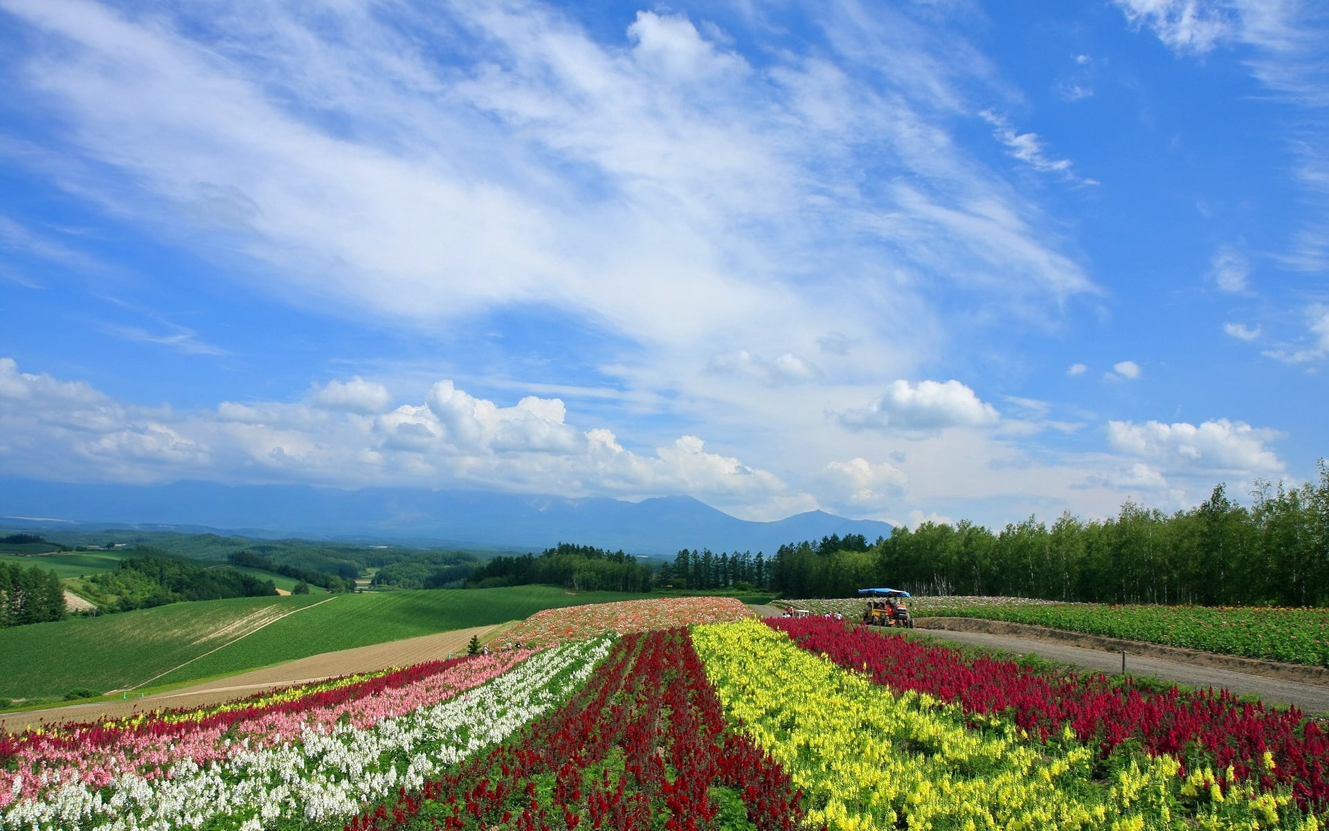 season, sky, no people, 1080P, flower, agriculture, flowers, tree, summer, environment, plant, rural Scene, poppies, farm, outdoors, blossom, field, tranquility, HD Wallpaper