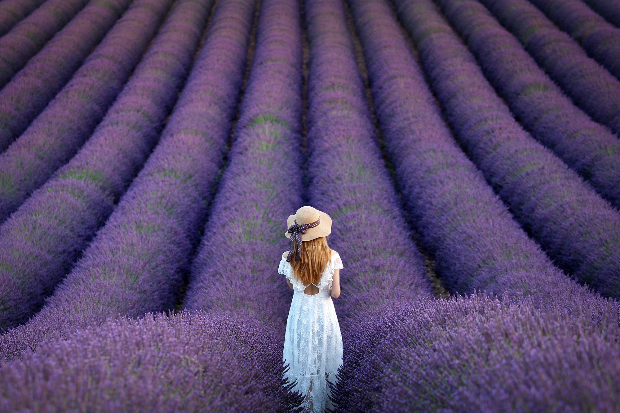 lavender field, the ranks, mood, 1080P, strip, blonde, long hair, white dress, lavender, girl, flowers, plantation, back, is, summer, hat, bow, field, HD Wallpaper