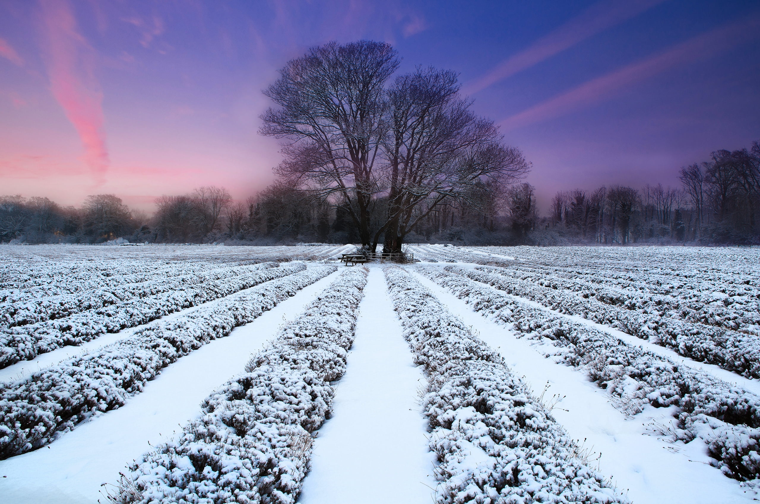 snow, scenics, ice, weather, cold - Temperature, 2K, nature, backgrounds, road, field, evening, snowing, ranks, non-Urban Scene, sun, landscape, no People, HD Wallpaper