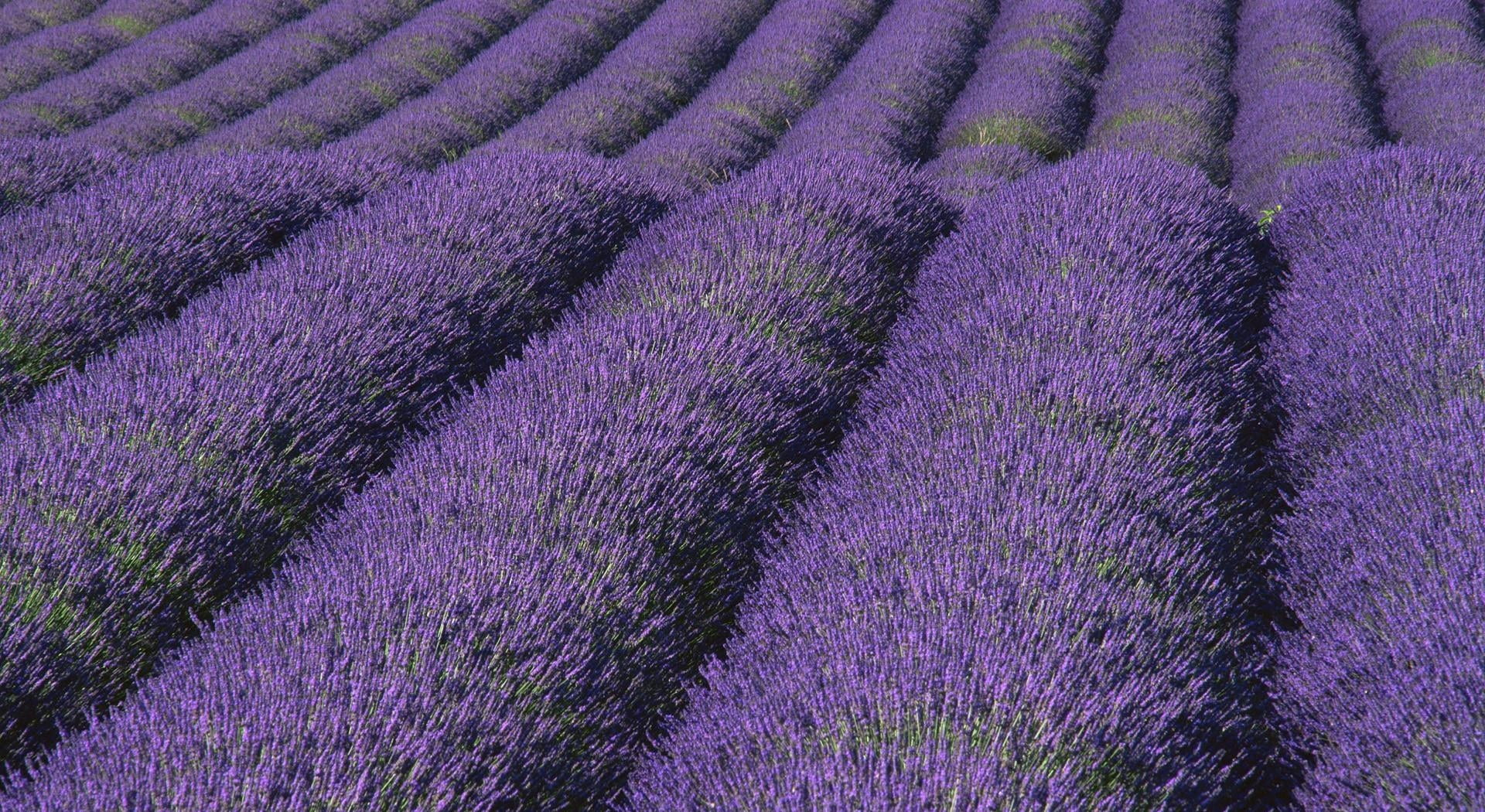 perfume, multi Colored, france, rural Scene, blue, aromatherapy, plant, colors, flowering plant, summer, flower Head, beauty In Nature, lavender Coloured, HD Wallpaper