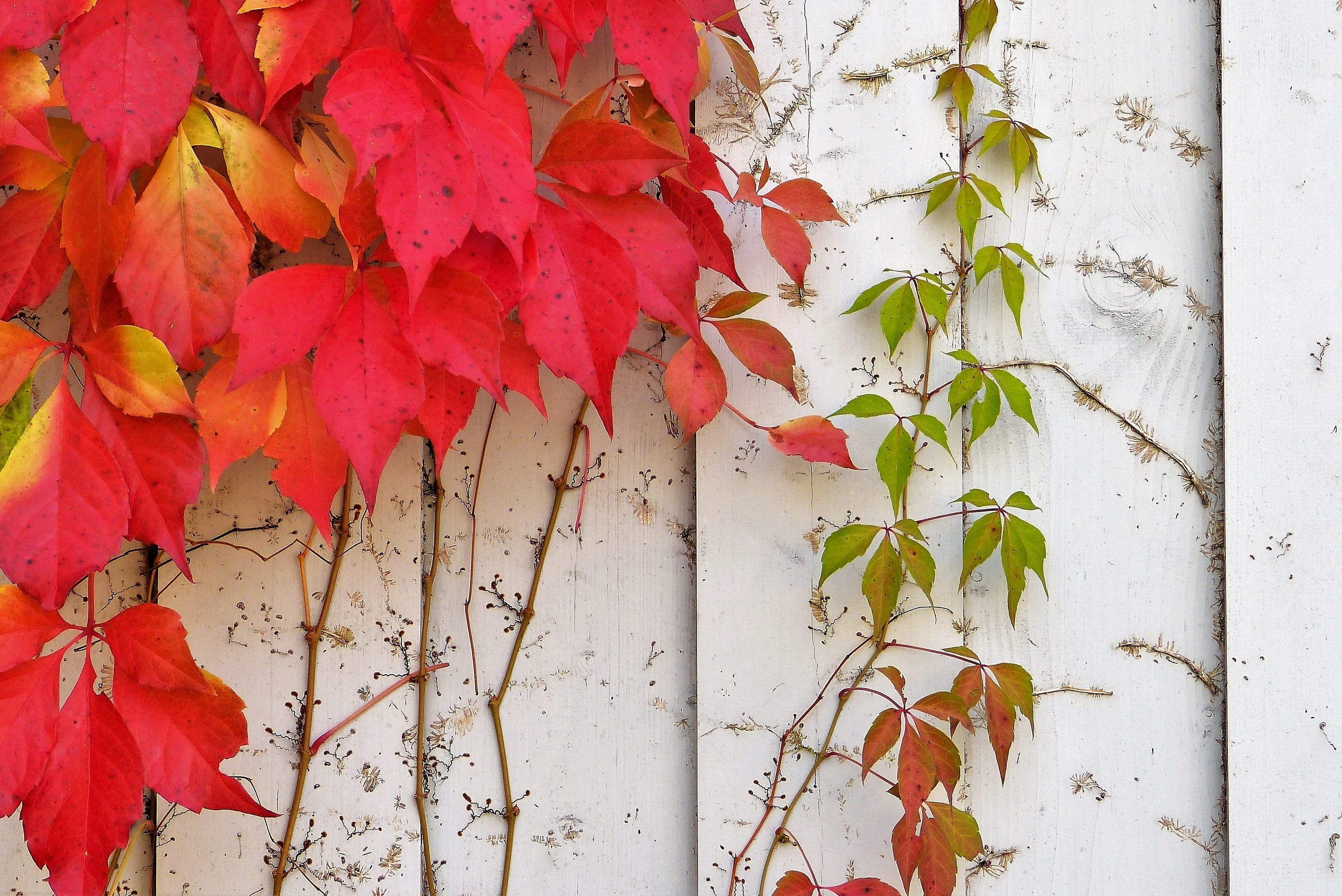 idyll, climber, homeopathy, no people, hanging, diuretic, leaves, outdoors, vine, fall foliage, yellow, red, 2K, plant part, coloring, change, decoration, HD Wallpaper