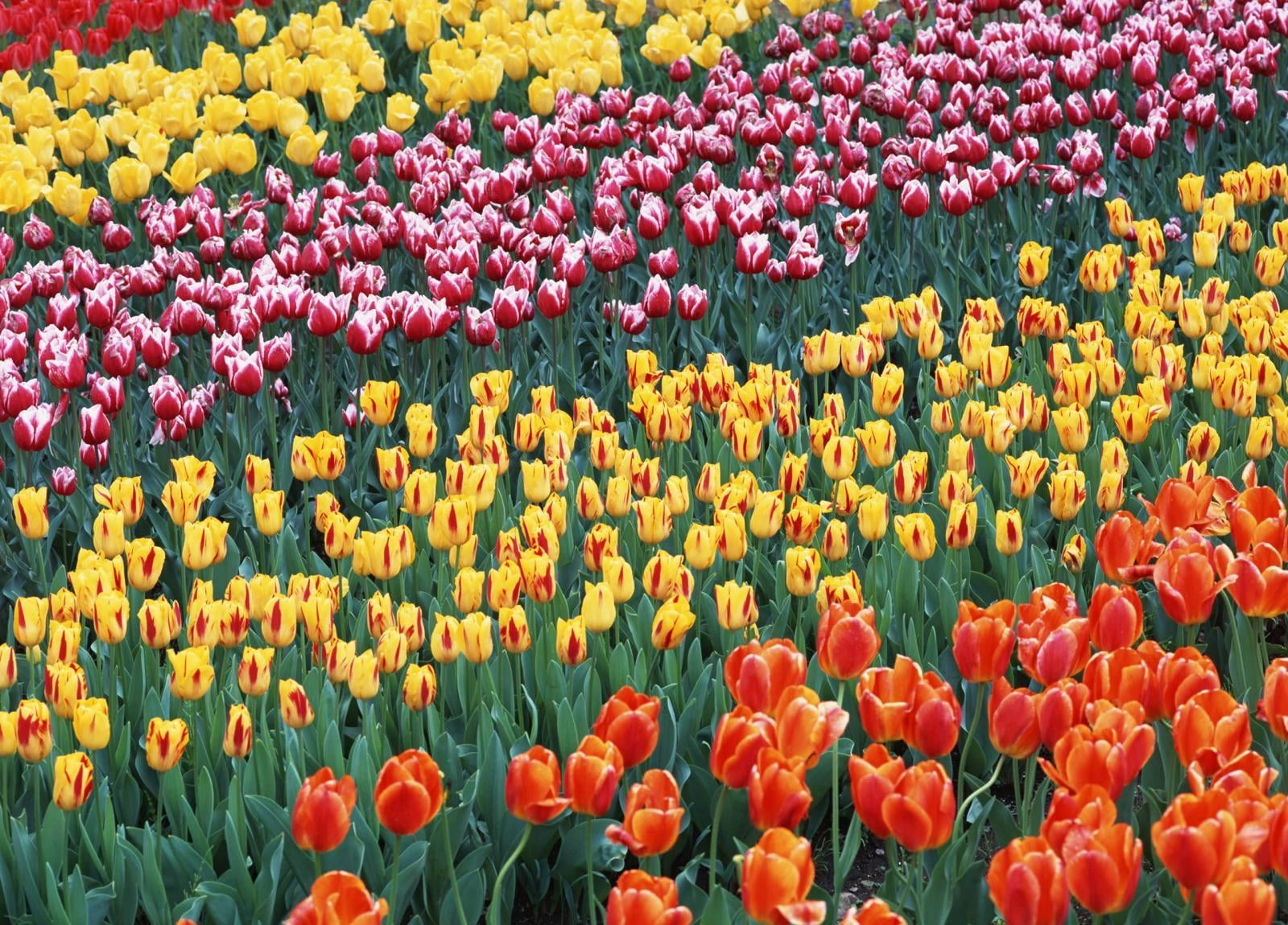 outdoors, colorful, springtime, gardening, netherlands, nature, color Image, artwork, plant, multi Colored, close-up, backgrounds, flowers, flowerbed, rural Scene, HD Wallpaper