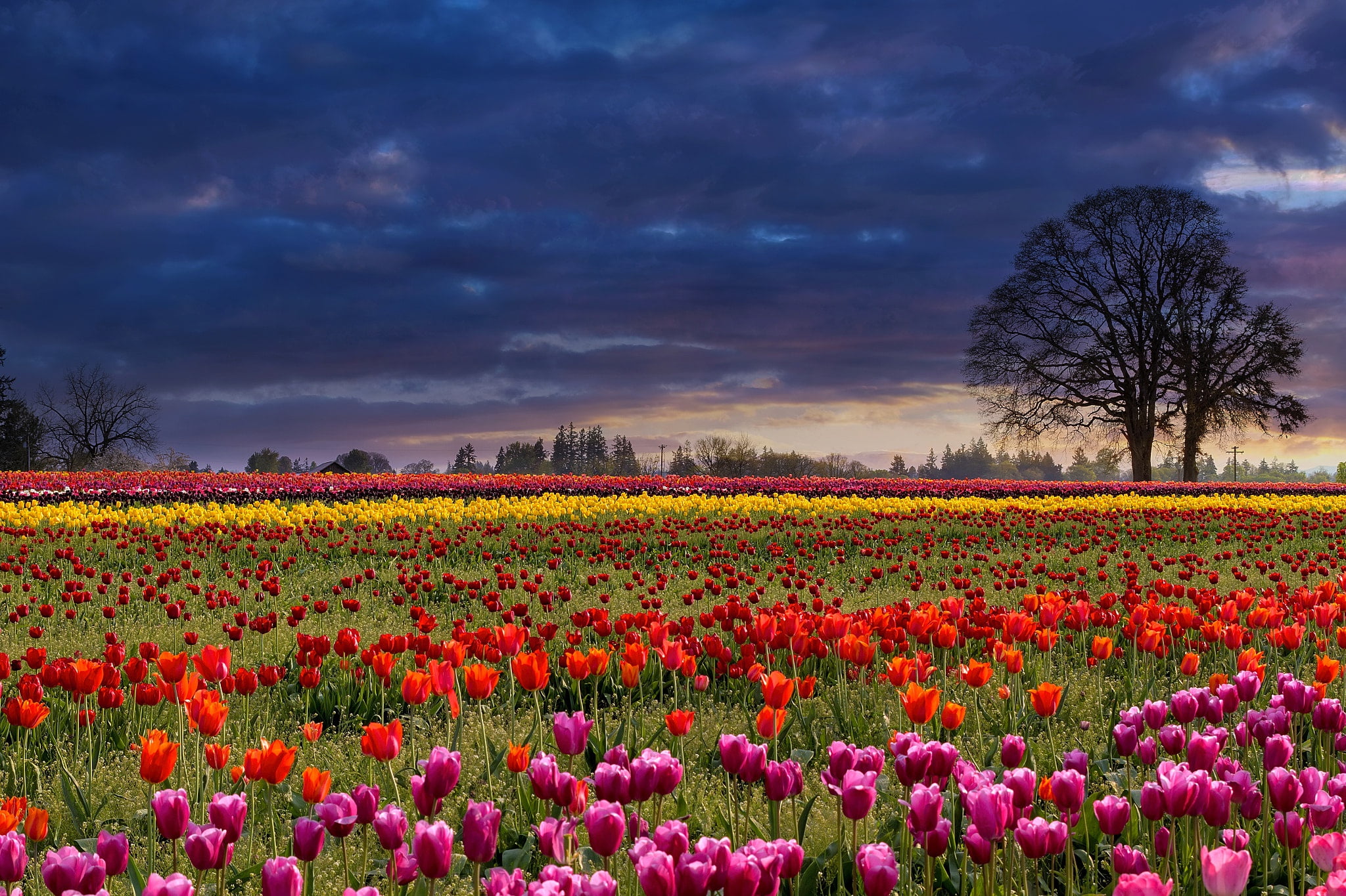 glade, flowers, the sky, colorful, field, trees, storm, strip, tulips, plantation, spring, clouds, 1080P, Tulip field, different, the ranks, HD Wallpaper