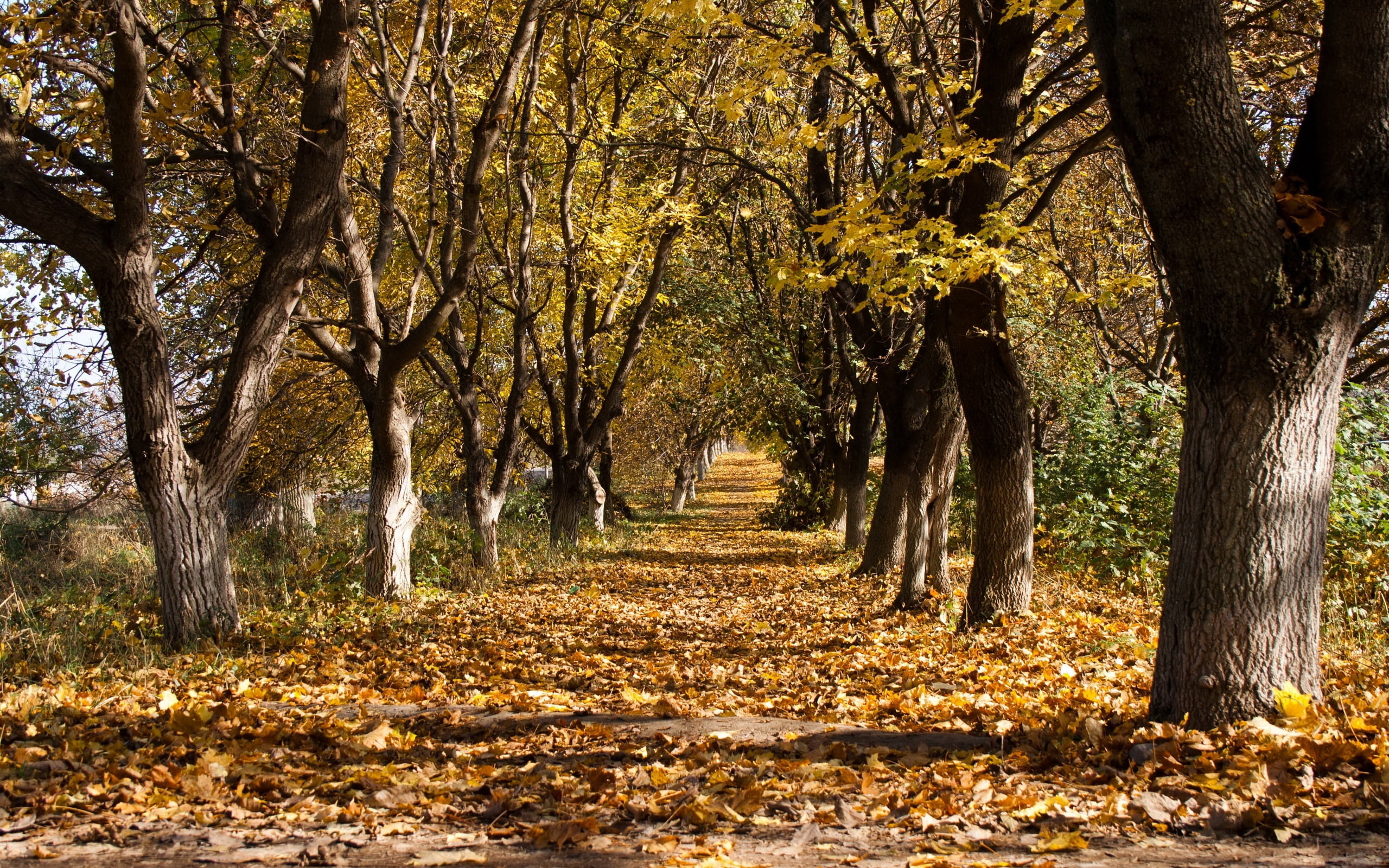 beauty In Nature, october, treelined, tree, land, tranquil Scene, falling, colors, leaves, sunlight, scenics, plant part, change, environment, growth, 2K, HD Wallpaper