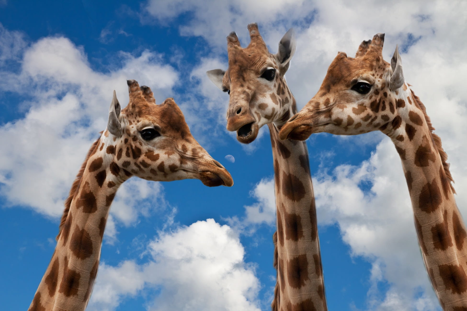 friendship, animals in the wild, team, no people, change speech, 1080P, debate, social, nature, message, vertebrate, chat, entertainment, discussion, interview, HD Wallpaper