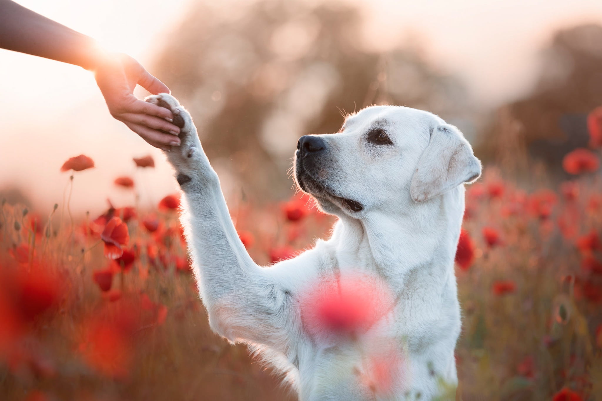 look, pose, profile, attachment, blurred background, face, poppy field, dog, friendship, Labrador, hand, light, flowers, bokeh, paw, nature, Maki, each, HD Wallpaper