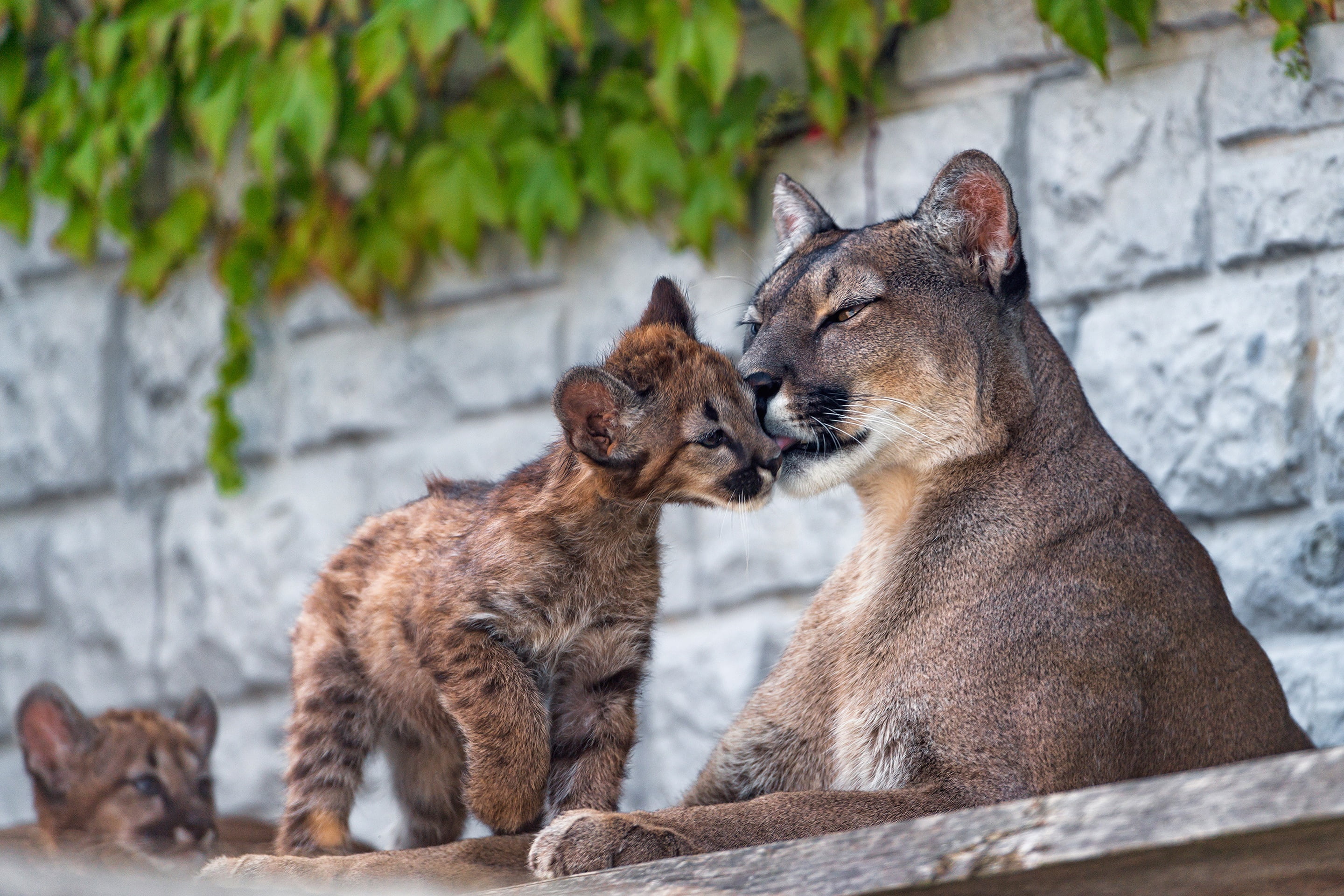 Cougars, wall, attachment, wild cats, zoo, baby, 2K, mom, lumenok, Puma, cub, weasel, HD Wallpaper