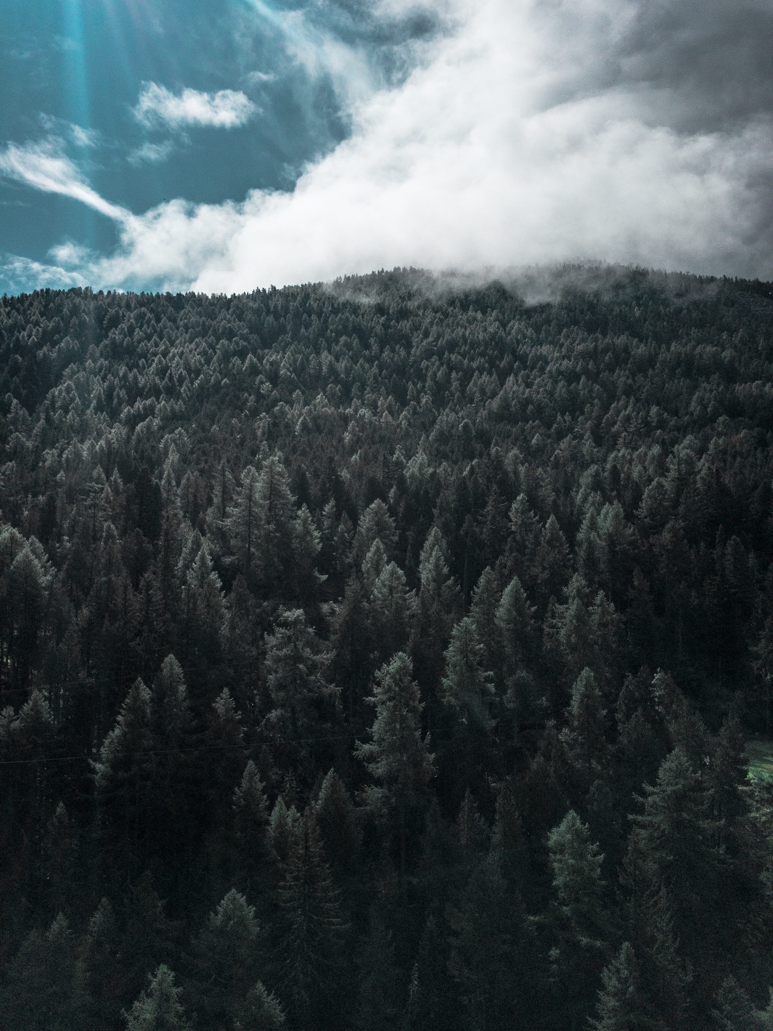day, no people, growth, trees, landscape, painting, sun flare, fog, green, non-urban scene, tranquility, coniferous tree, cloud - sky, saas fee, nature, Phone HD Wallpaper