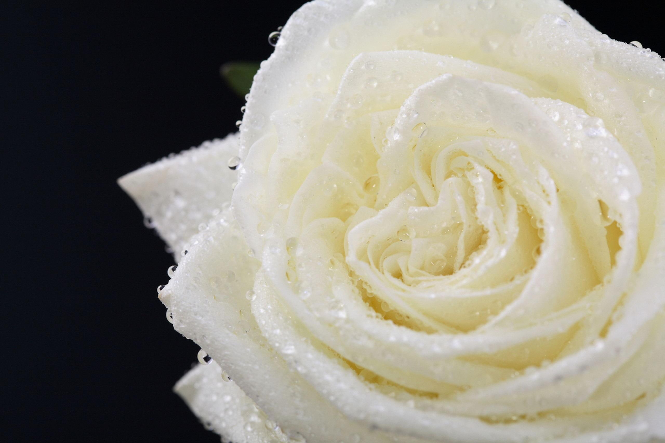 nature and landscapes, droplets, 2K, black, background, white, silence, rose, secrecy, water, humility, water drops, innocense, purity, reverence, HD Wallpaper