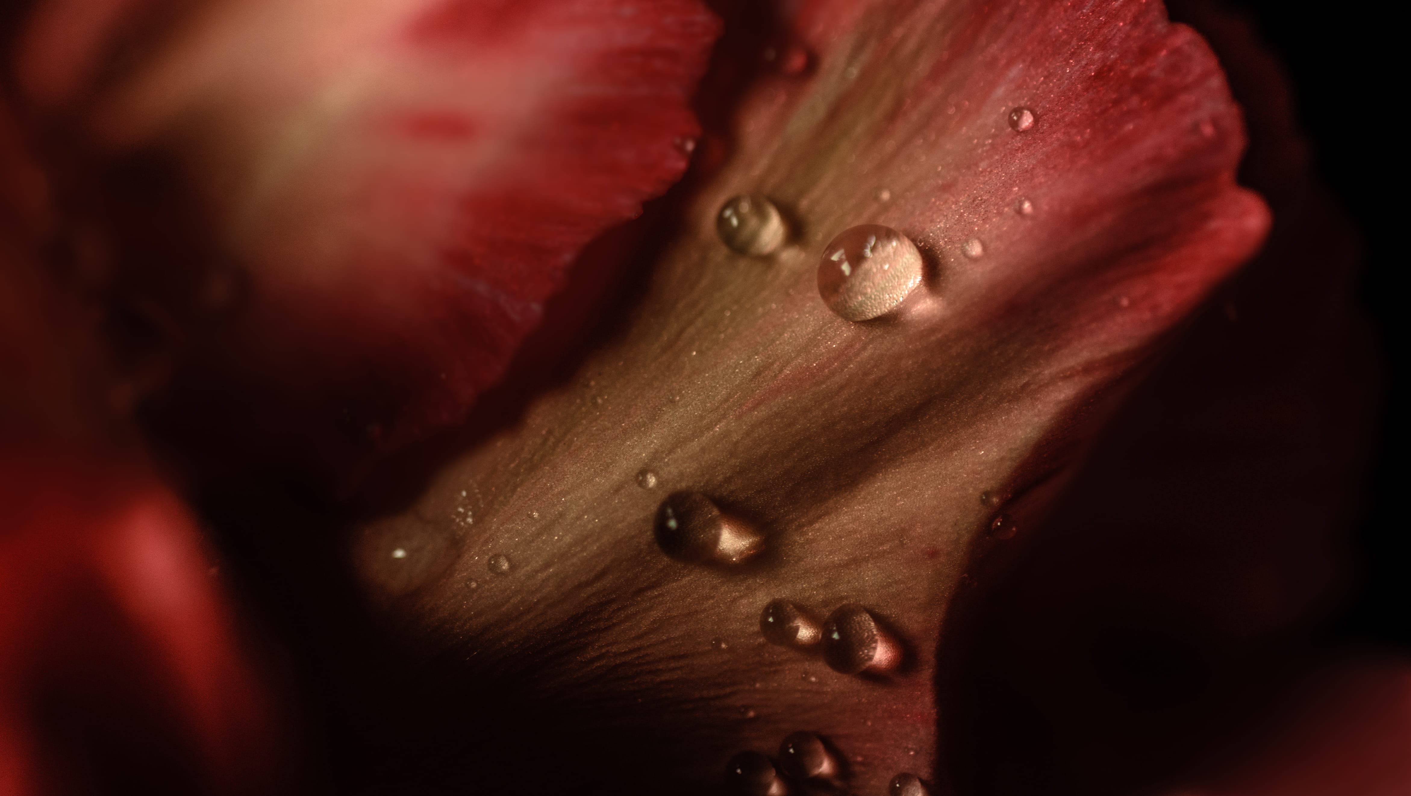 freshness, dark, 4K, no people, food, ripe, droplet, secrecy, beauty in nature, studio shot, wet, dew, blooming, red, extreme close-up, pearl, blossom, HD Wallpaper