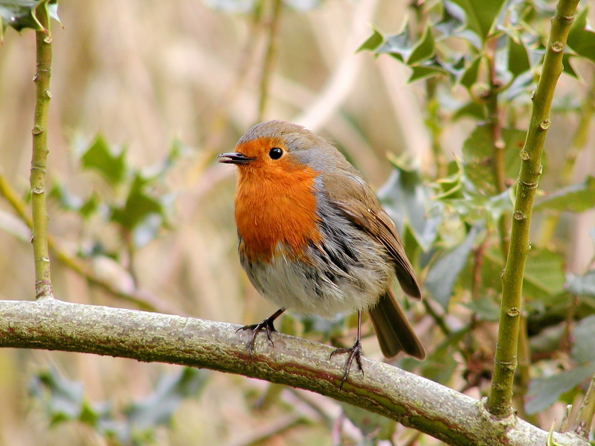 cute, songbird, 1080P, beak, close-up, orange color, bird, feather, day, animal wildlife, selective, perched, bird Watching, no people, focus, robin, perching, HD Wallpaper