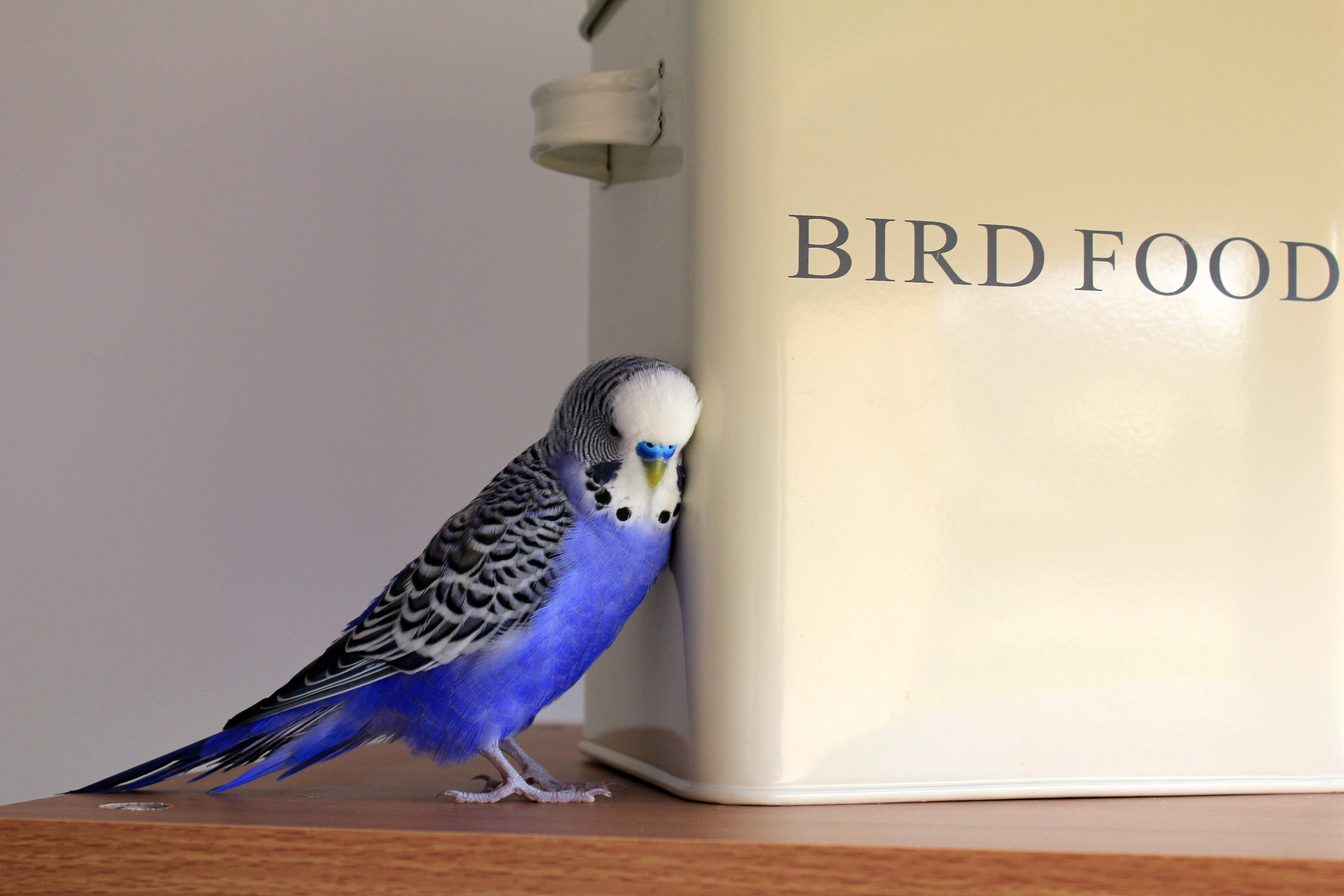 focus on foreground, bird, beak, 5K, storage, communication, close-up, no people, blue, animals in the wild, budgerigar, seed, one animal, parakeet, text, HD Wallpaper