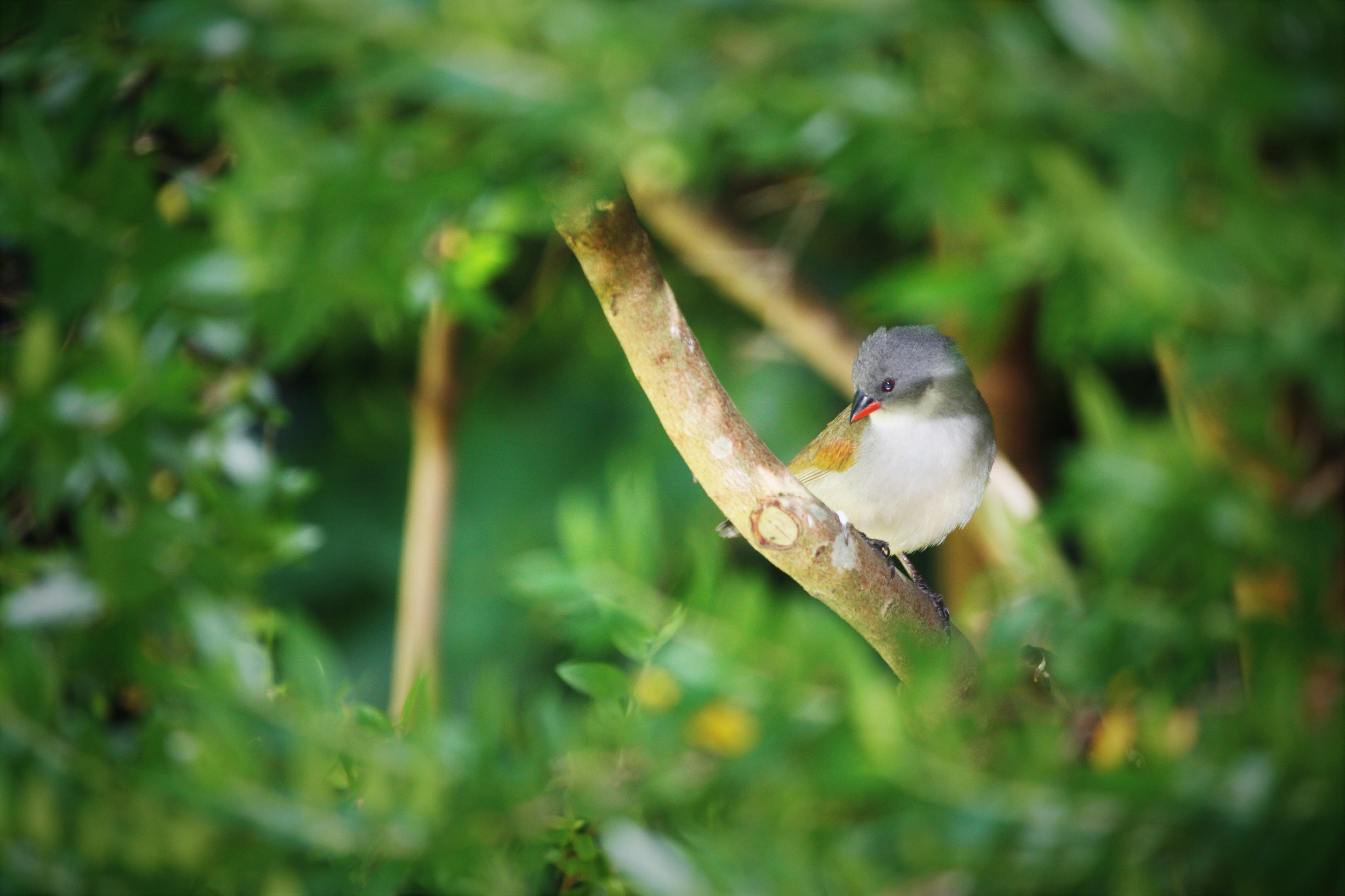 cape town, 4K, bird, day, food, perching, animal wildlife, vertebrate, south africa, green, selective focus, animal themes, focus on foreground, plant, HD Wallpaper