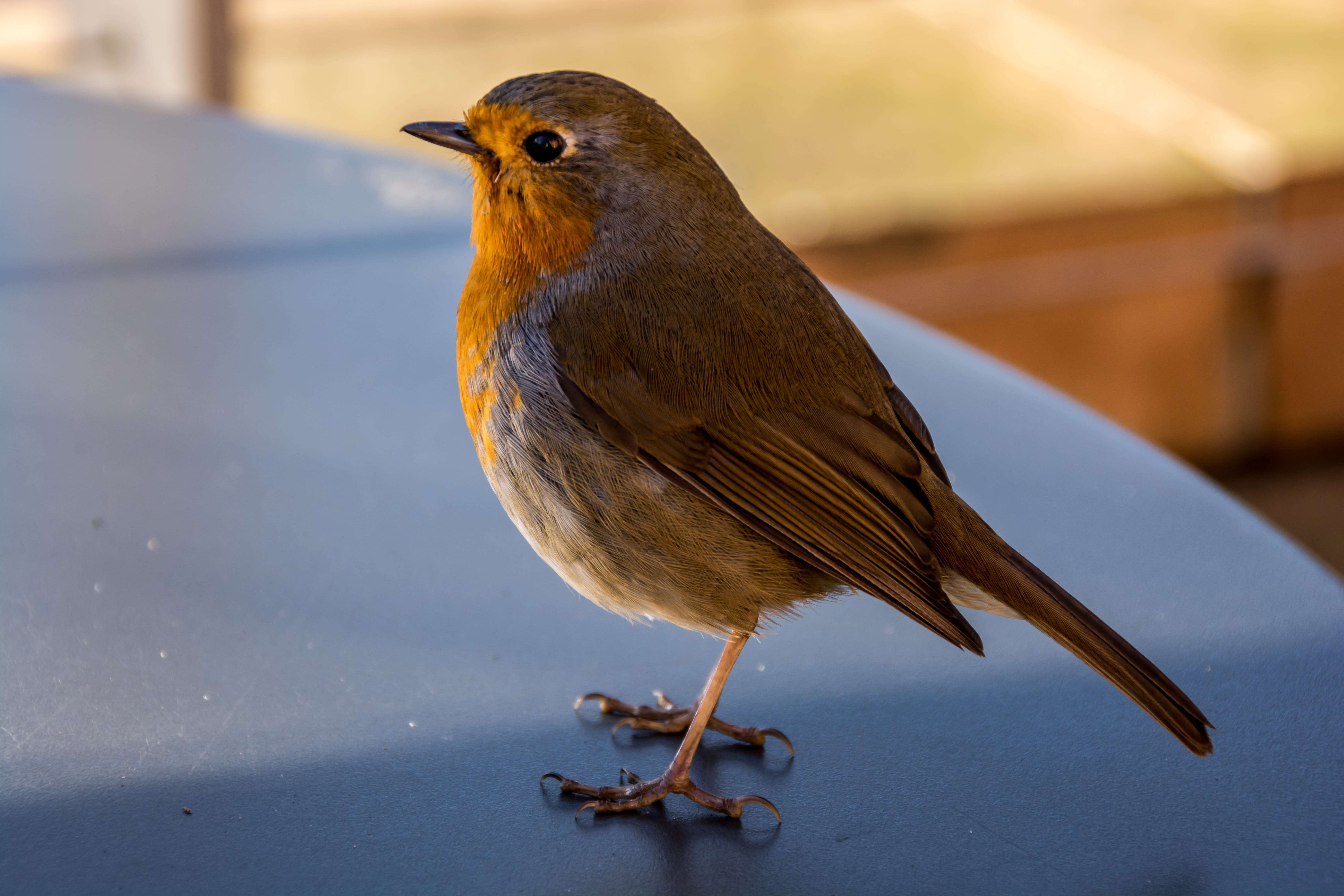 Wildlife, Bird, tweet, cute, London, animal wildlife, day, one animal, 5K, vertebrate, animals in the wild, fly, animal, close-up, Wild, perching, nature, HD Wallpaper