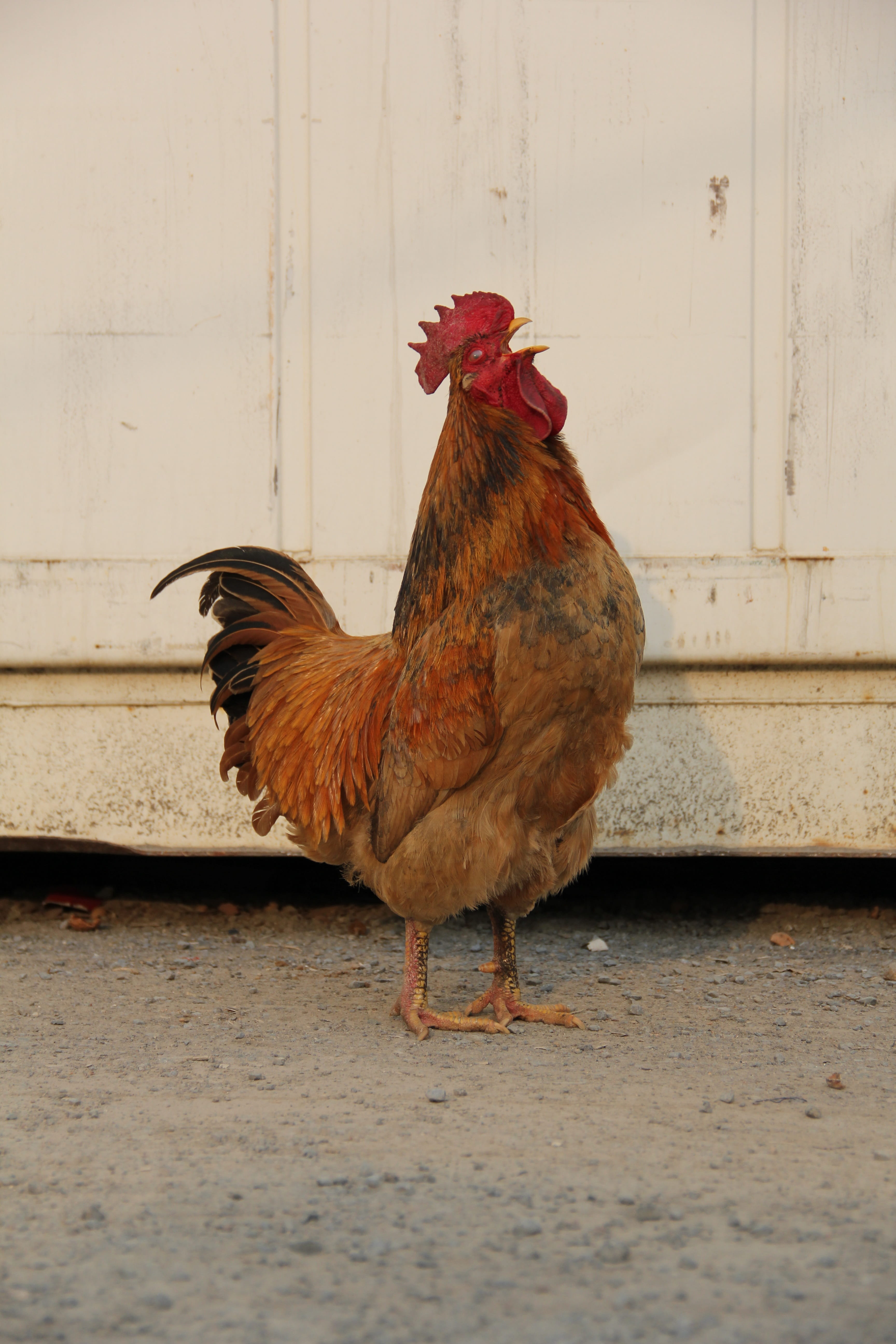 House, pets, side view, domestic, bird, vertebrate, domestic animals, no people, animal, chicken, animal themes, nature, cockerel, outdoors, rooster, 5K, Phone HD Wallpaper