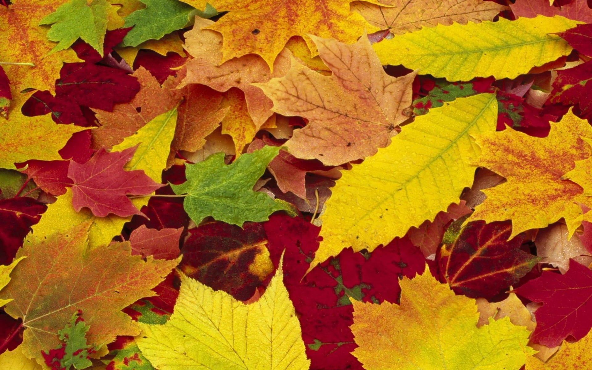 tree, assorted, plant, plant part, lush Foliage, leaf vein, forest, palette, green, brown, leaves, no People, color Image, color, day, multi Colored, change, HD Wallpaper