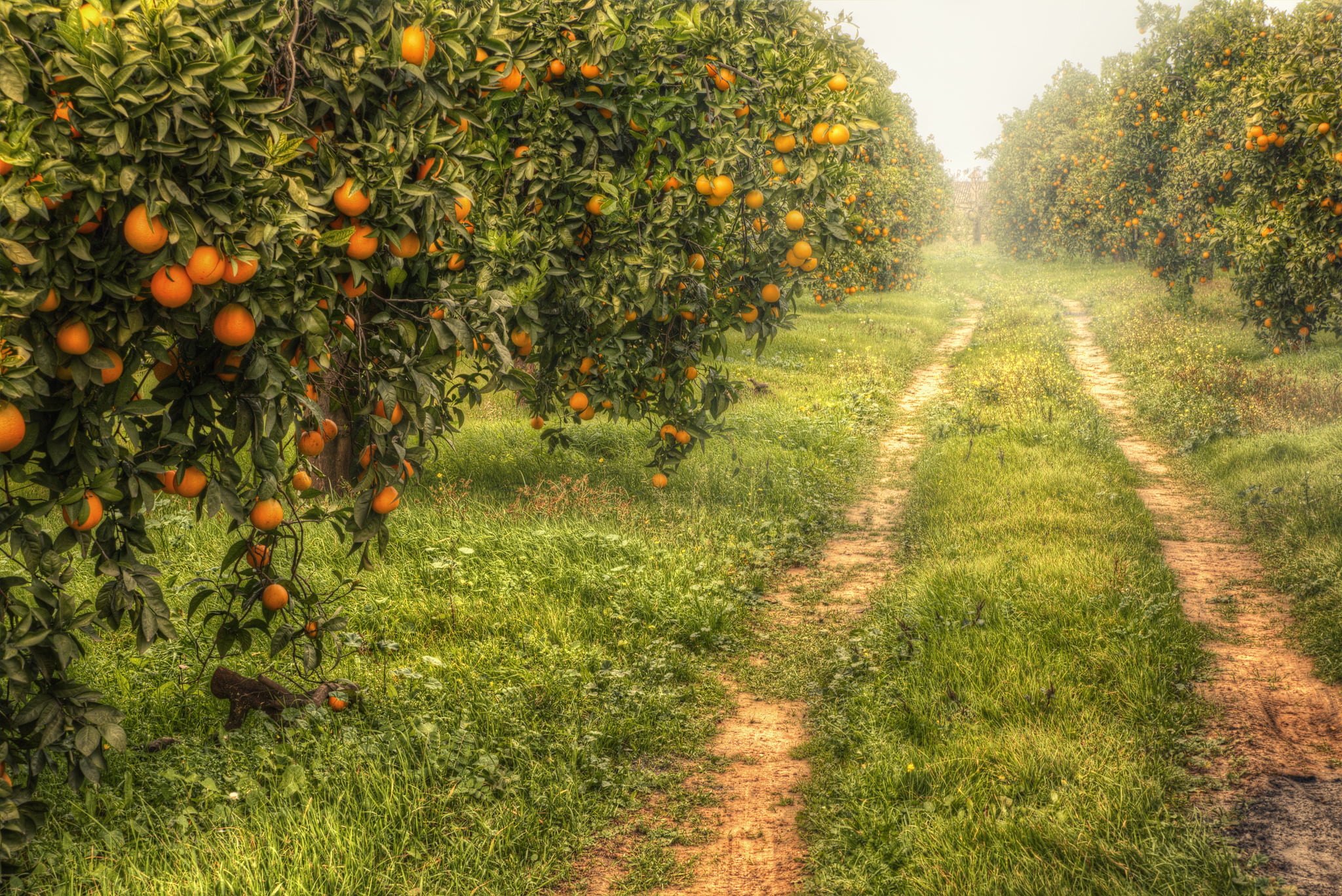 day, field, food, plant, fruits, orange, ripe, fruit, beauty in nature, garden, orange color, no people, land, healthy eating, tangerines, tranquility, HD Wallpaper