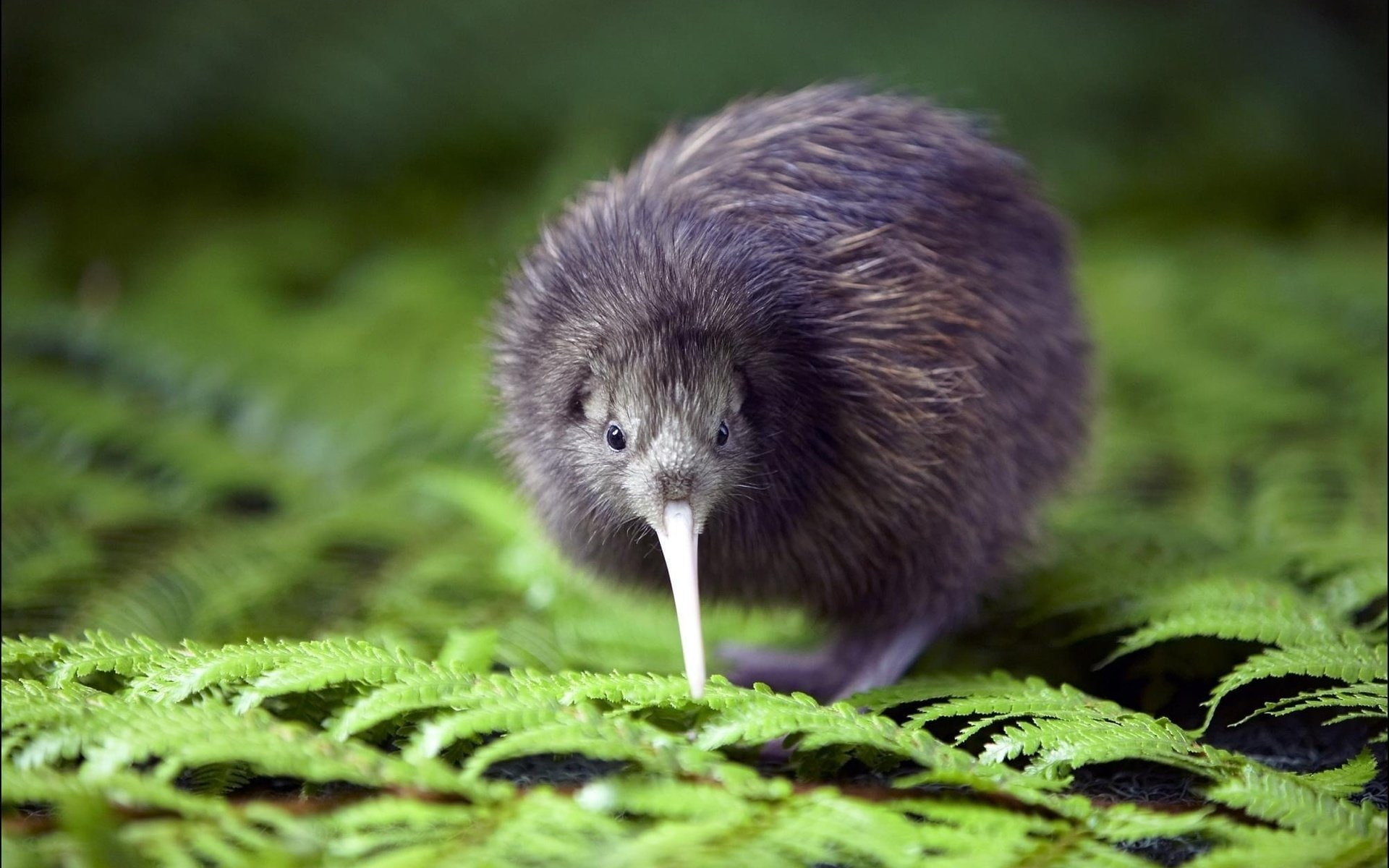 1080P, Kiwi, Animal, Bird, HD Wallpaper