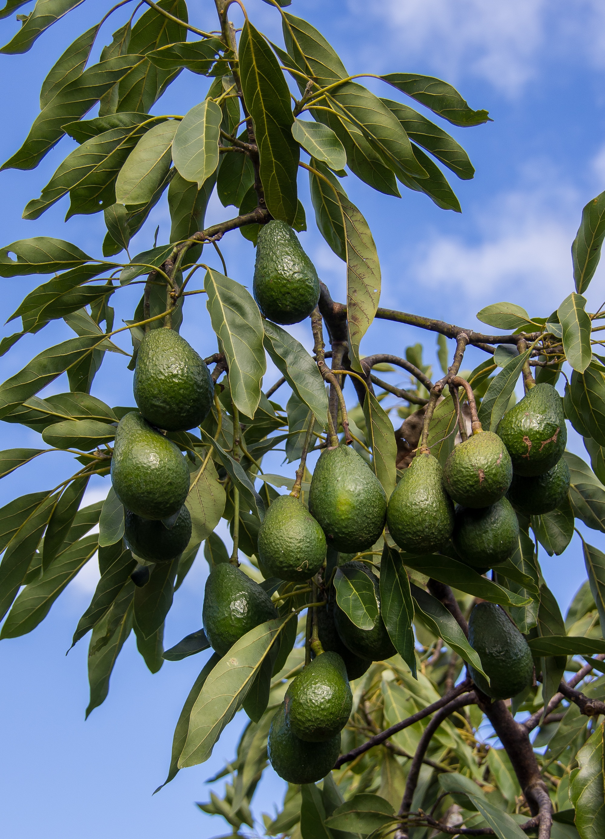 fruit, outdoors, tree, sky, hass avocado, freshness, day, wellbeing, food and drink, growth, healthy eating, avocados, branch, fruit tree, ripe, plant, Phone HD Wallpaper