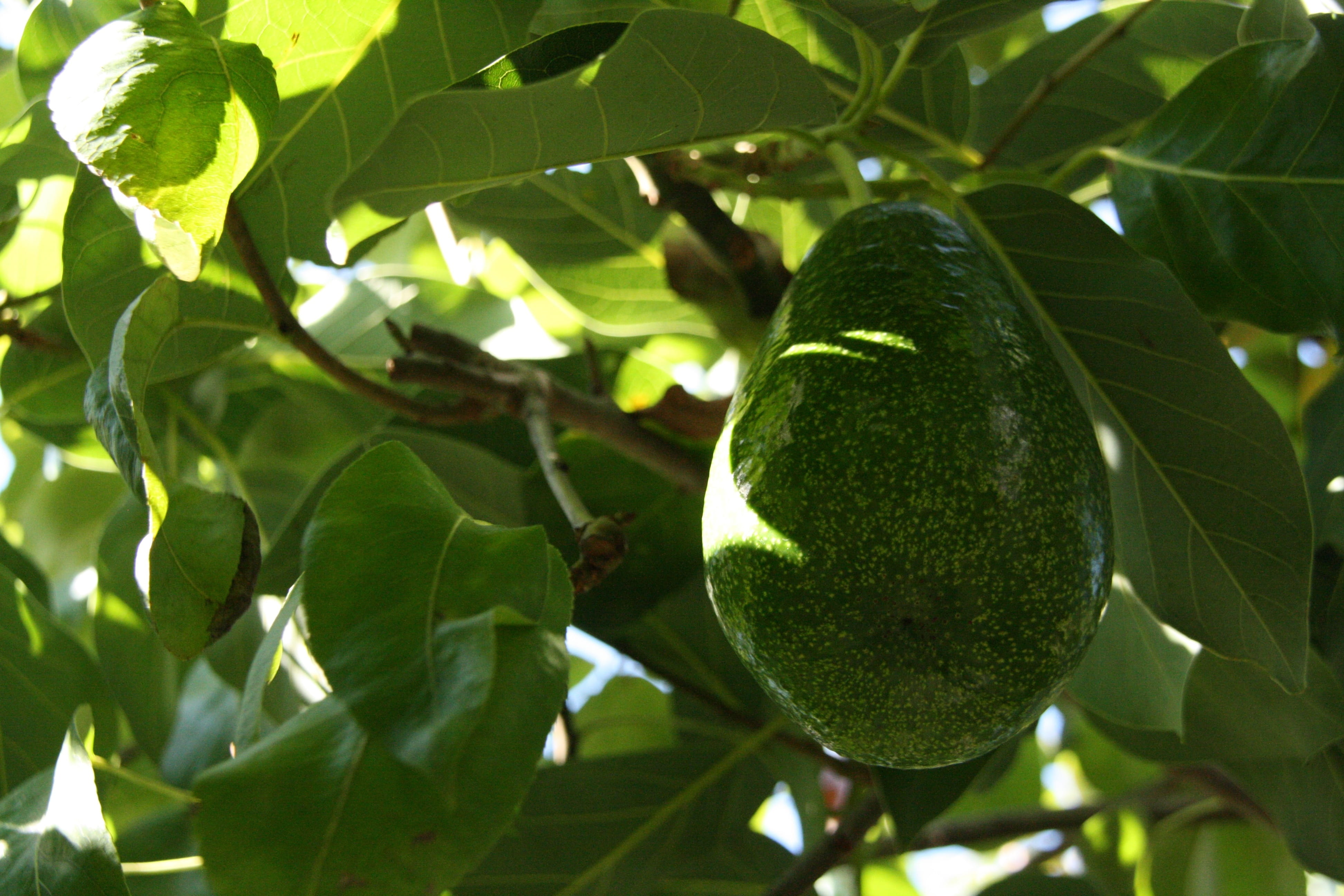 leaf, Tree, hanging, freshness, Plant, wellbeing, ripe, outdoors, Avocado, branch, focus on foreground, 4K, green Color, avocado tree, no people, summer, HD Wallpaper