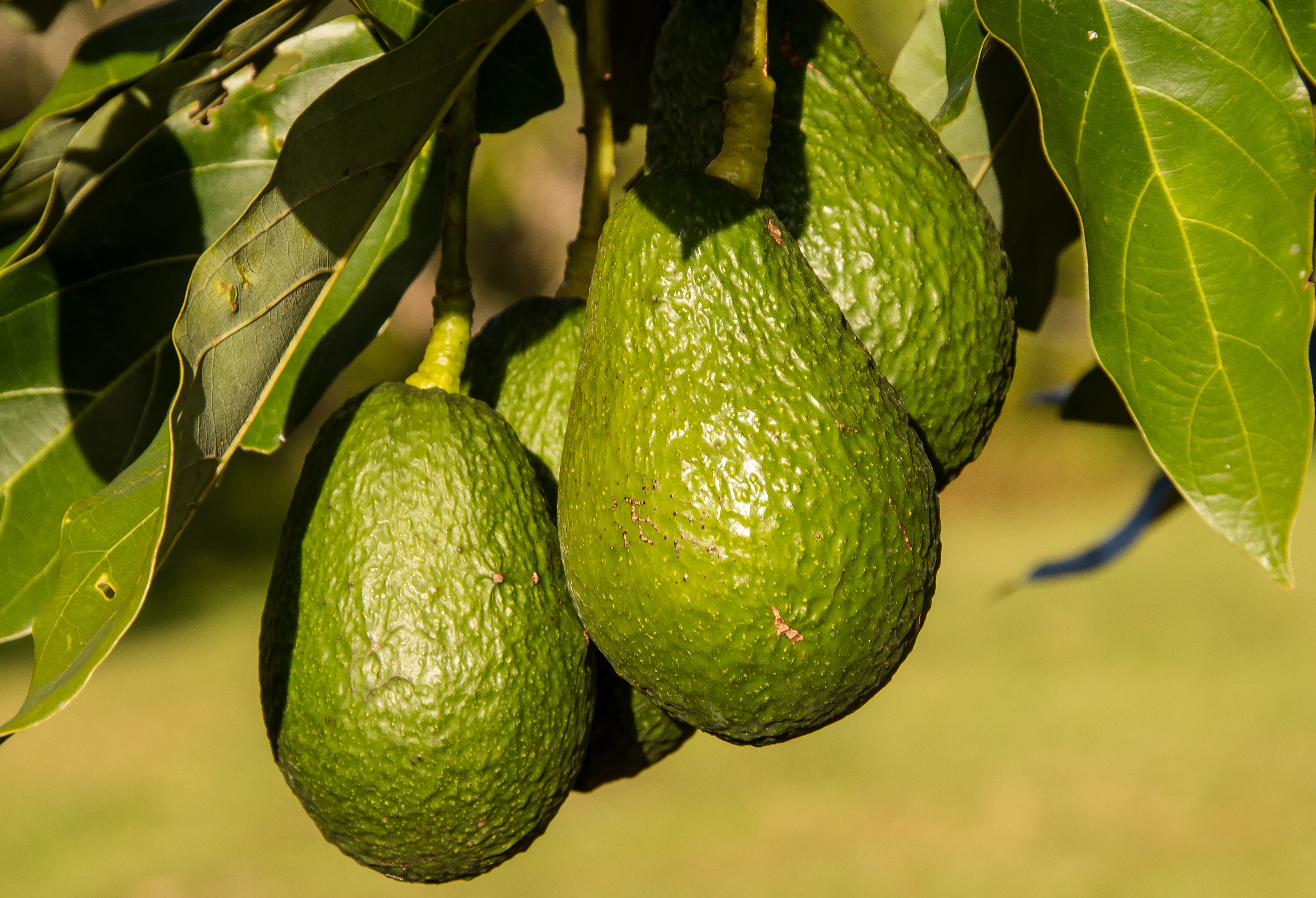 close-up, food, citrus Fruit, 2K, organic, growth, freshness, nature, leaf, green Color, ripe, bunch, avocados, plant part, growing, wellbeing, focus on foreground, HD Wallpaper