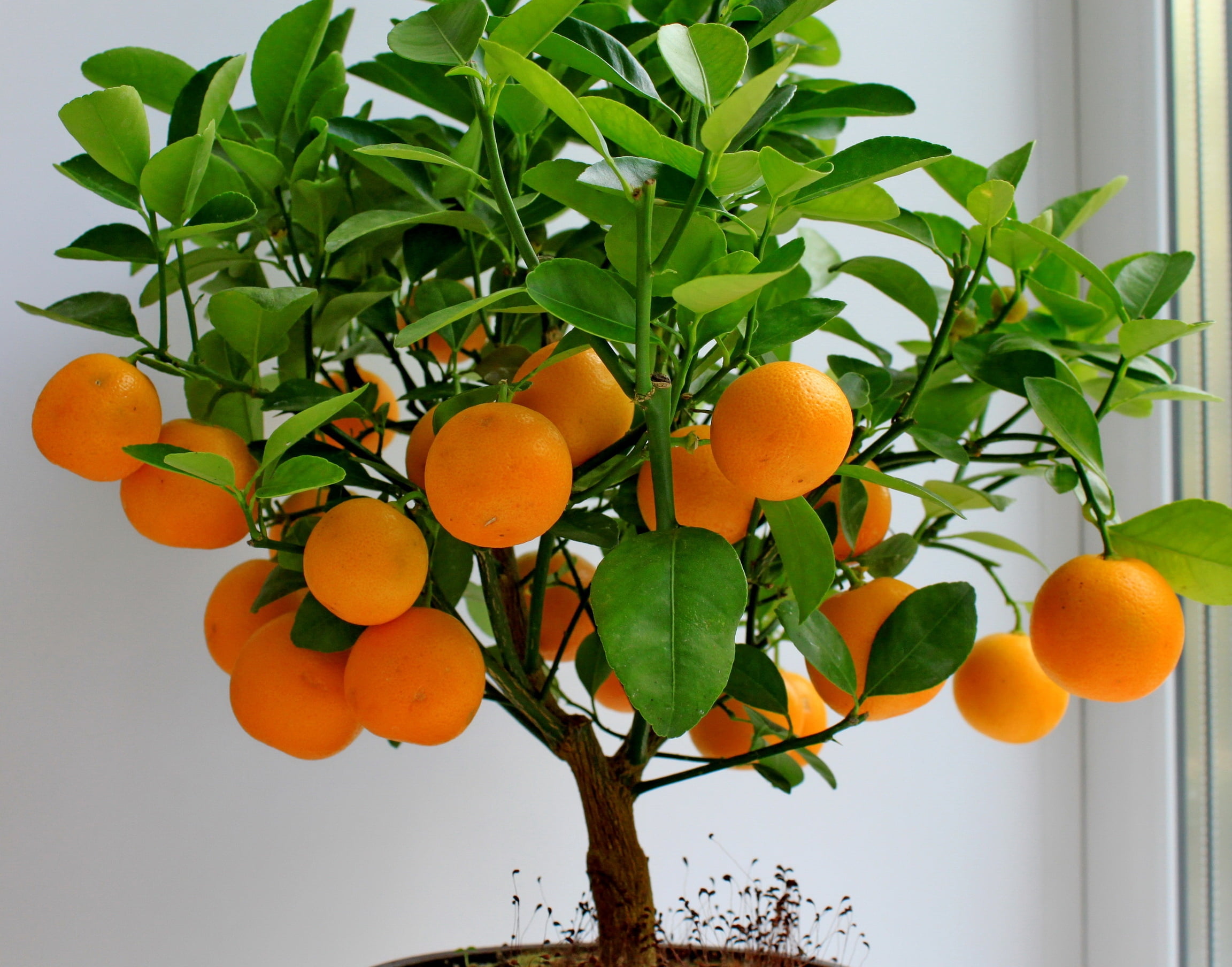 orange, organic, orange Tree, plant, lot, orange - Fruit, leaf, leaves, orange Color, branch, freshness, fruit, wellbeing, nature, citrus Fruit, healthy Eating, HD Wallpaper