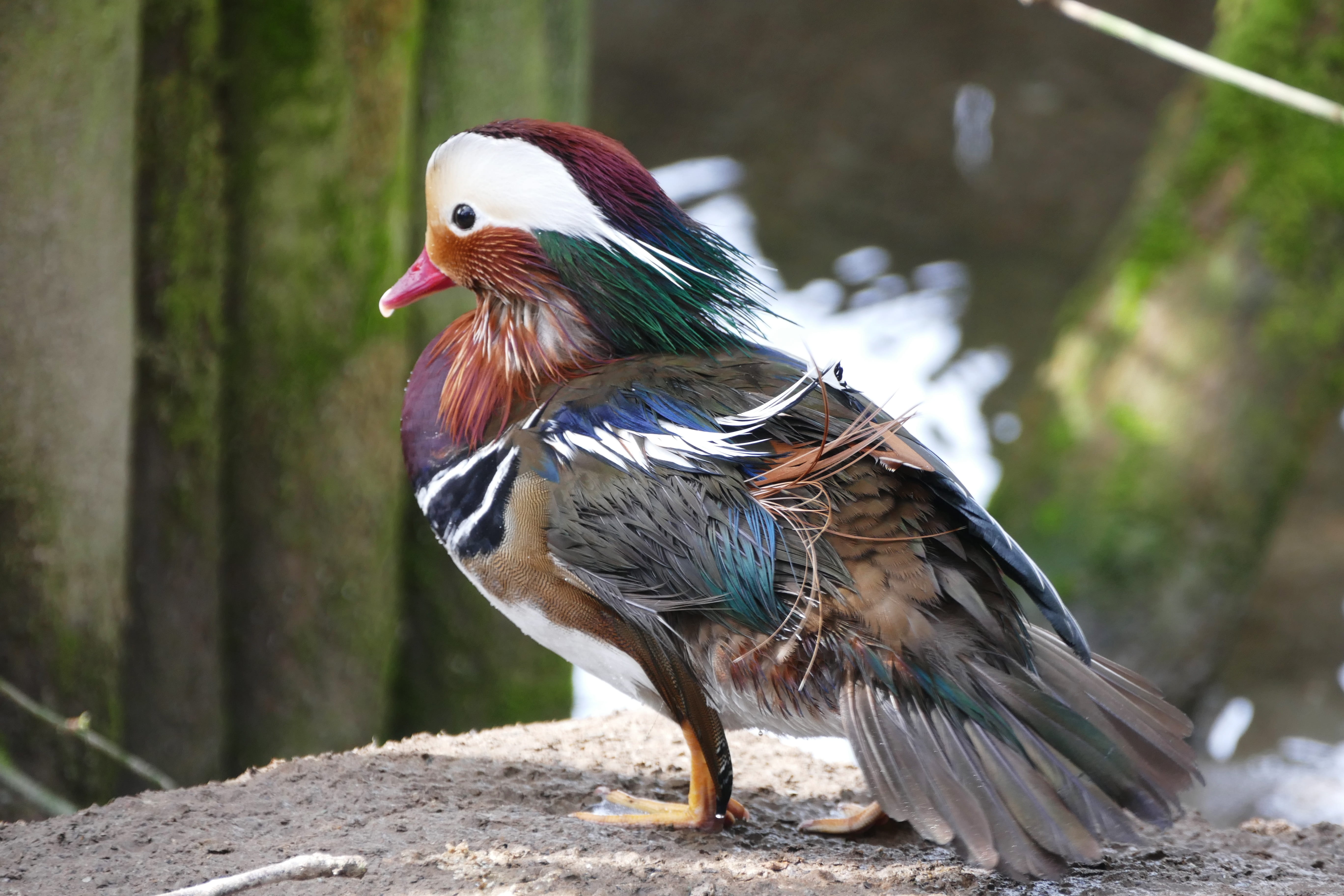 animals in the wild, animal wildlife, one animal, colorful, animal, mandarin, beak, poultry, lake, orange, multicolored, river, plumage, outdoors, close-up, HD Wallpaper