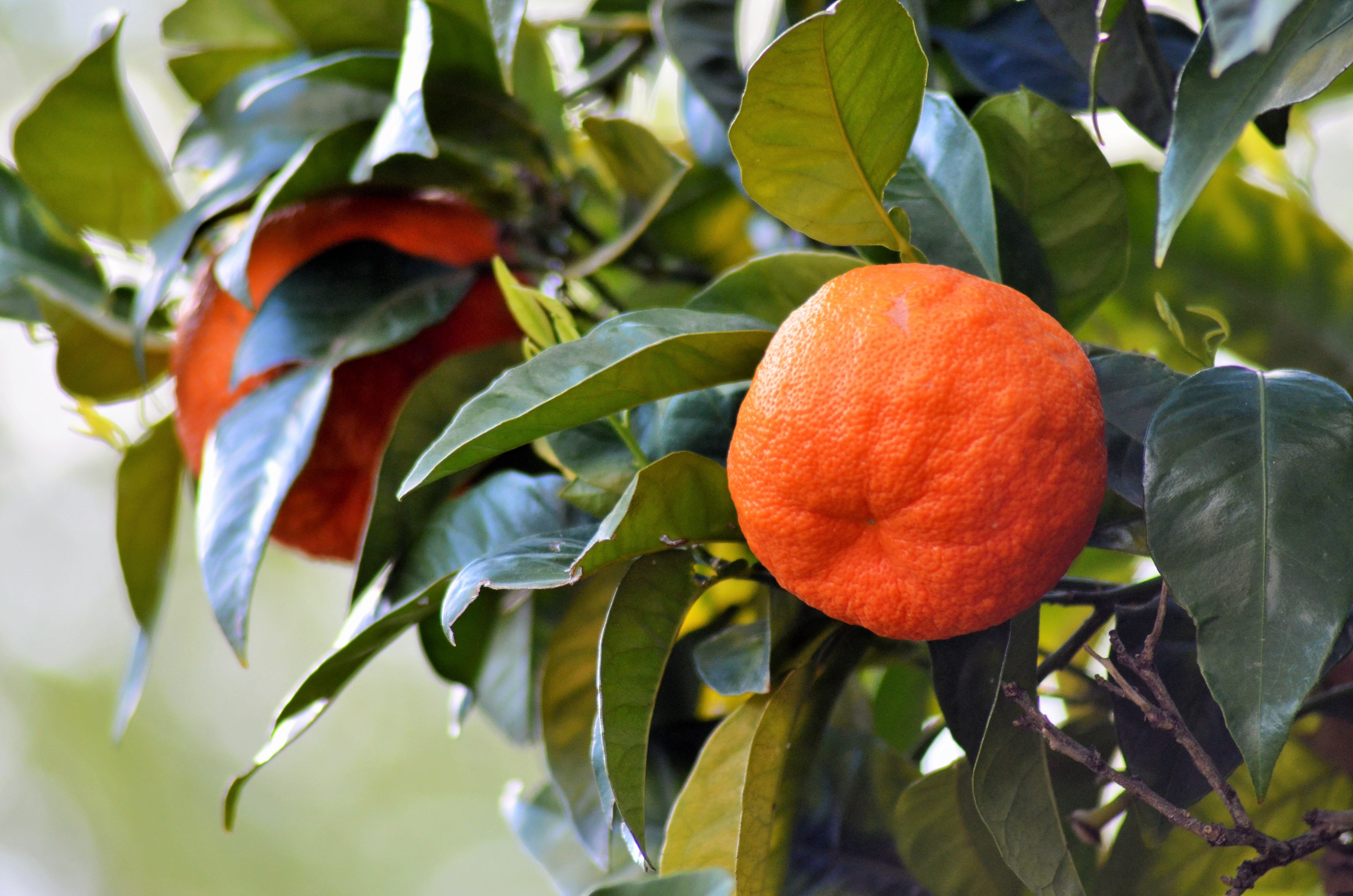 wellbeing, orange - Fruit, outdoors, food, day, agriculture, orange Tree, orange color, 4K, close-up, fruit, plant part, branch, Orange, south of france, HD Wallpaper