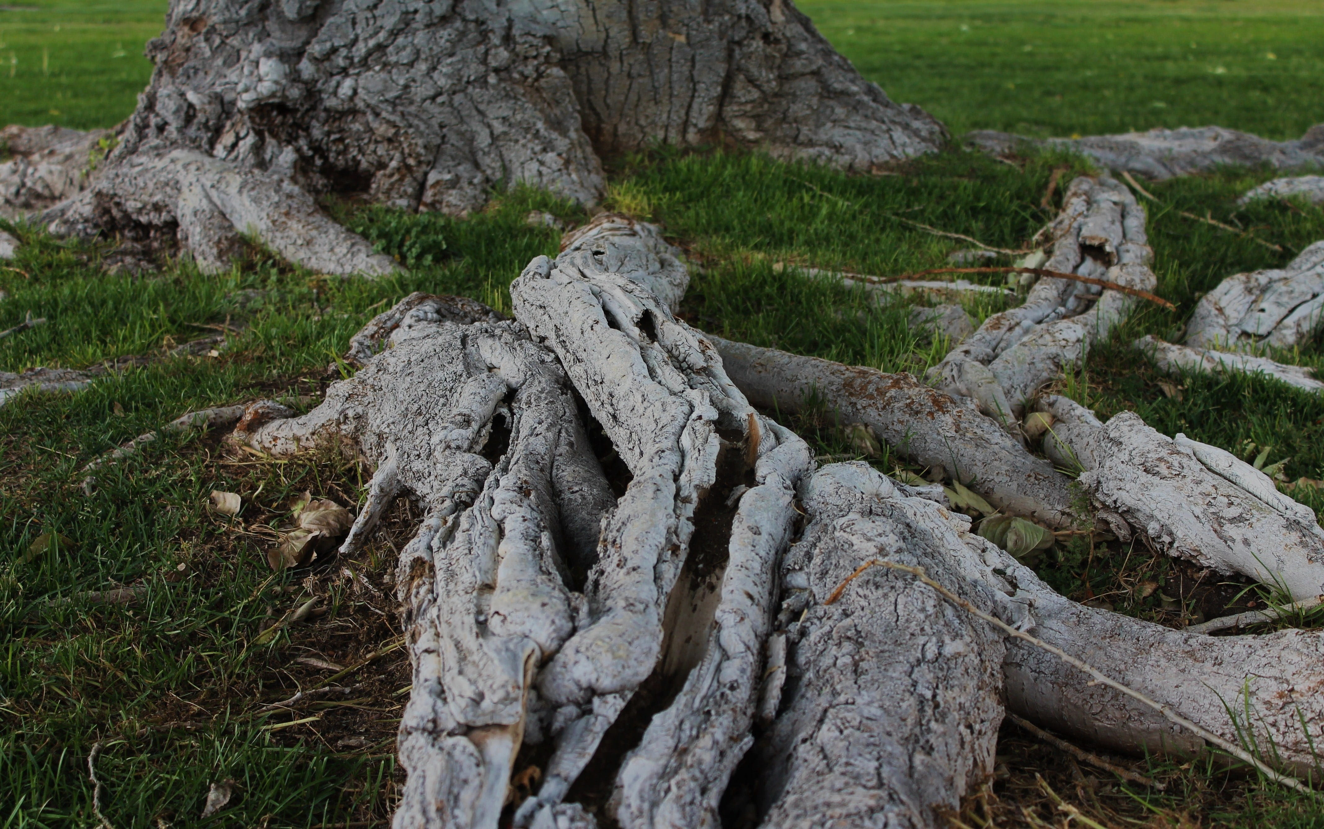 tranquility, no people, elemental realm, day, bark, bach flower remedies, land, beauty in nature, amber avalona, root, new mexico, grass, plant a tree, HD Wallpaper