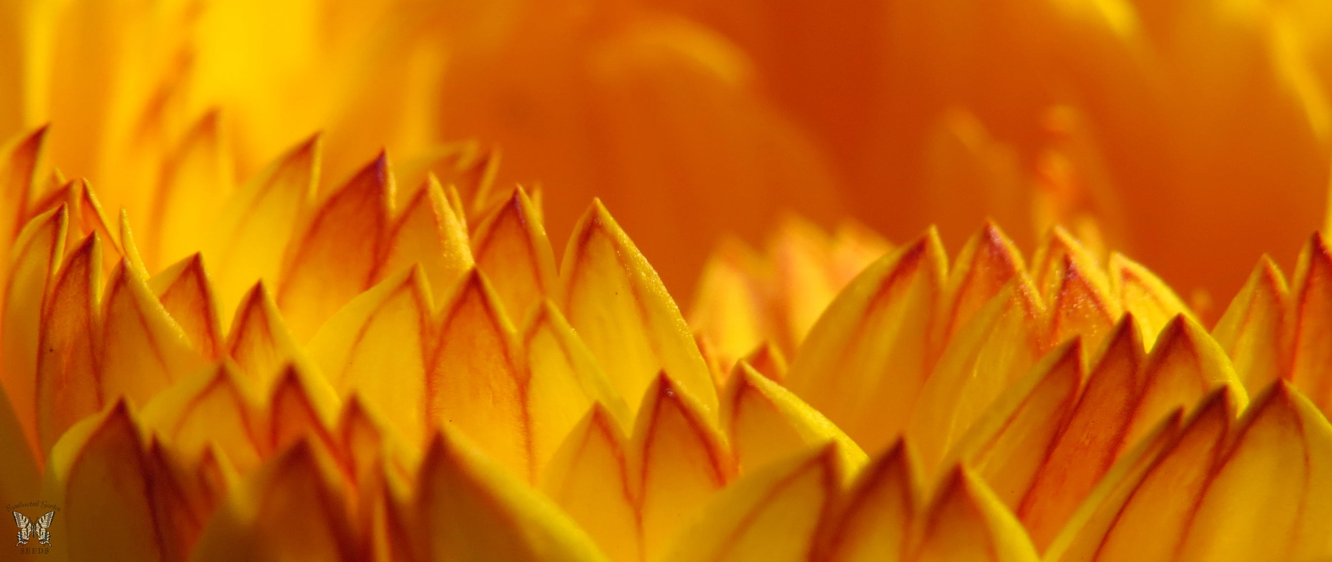 petal, nature, plant, bright, orange, annual, macro shot, 2K, macro, SEEDS, yellow  flame, morning light, Calendula  officinalis, flower petal, SWALLOWTAIL, HD Wallpaper