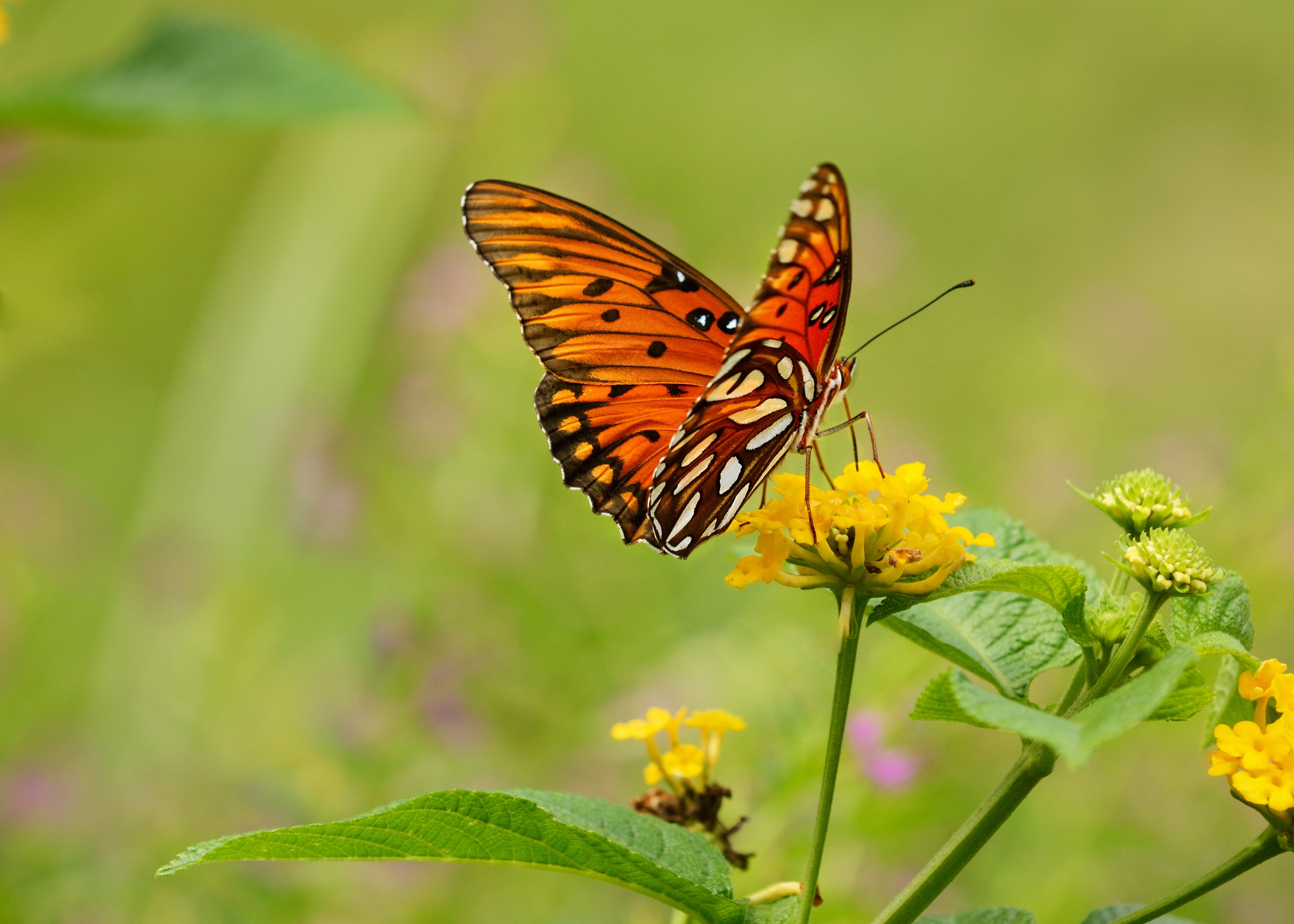 Teleconverter, II, IF, ED, animals, daytime, plants, nature, yellow, flower, Lantana, close-up, annual, f/2, animal, Mountain Brook, AF, beauty In Nature, HD Wallpaper