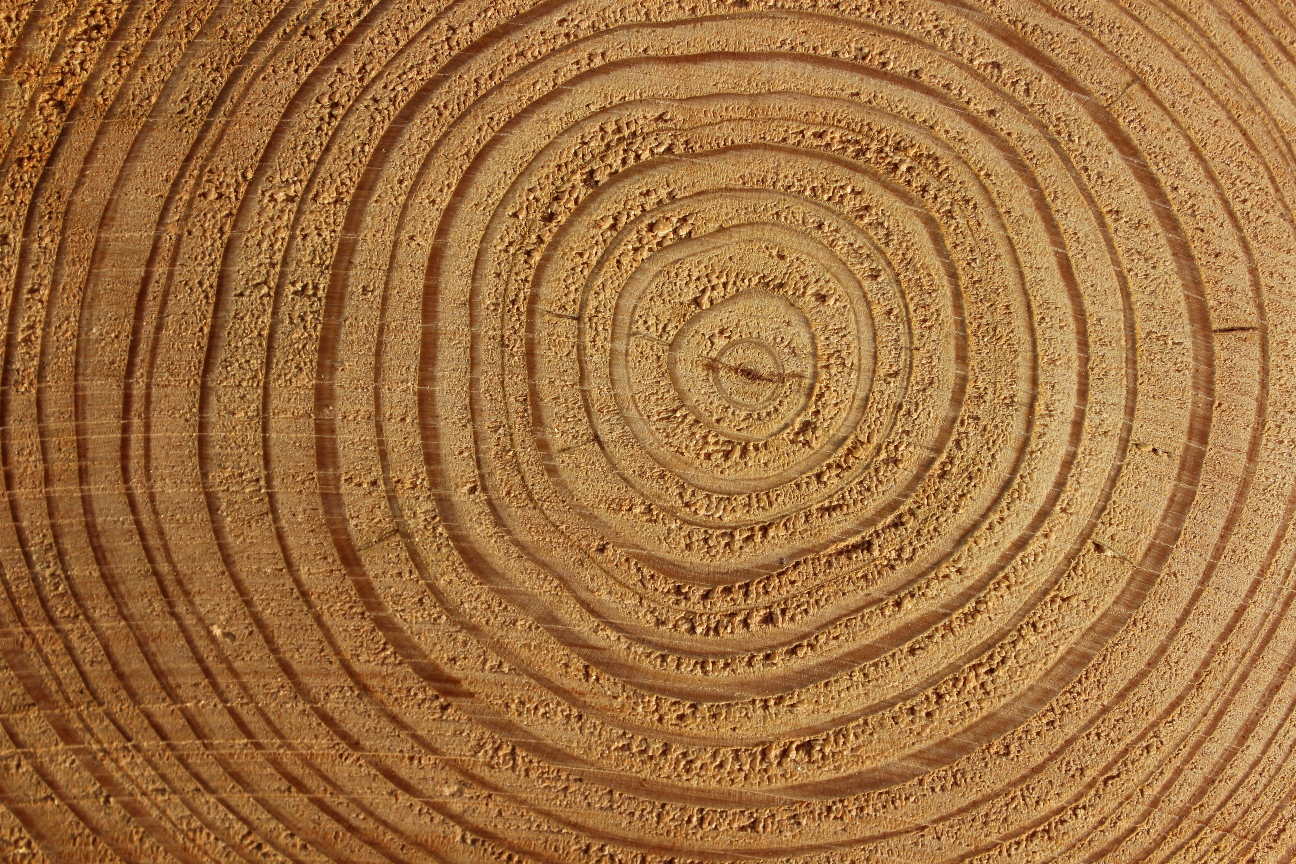 abstract, lines, plant, tree ring, brown, pattern, natural pattern, structure, nature, tree bark, log, tree, fiber, persepktive, annual rings, shape, 5K, HD Wallpaper