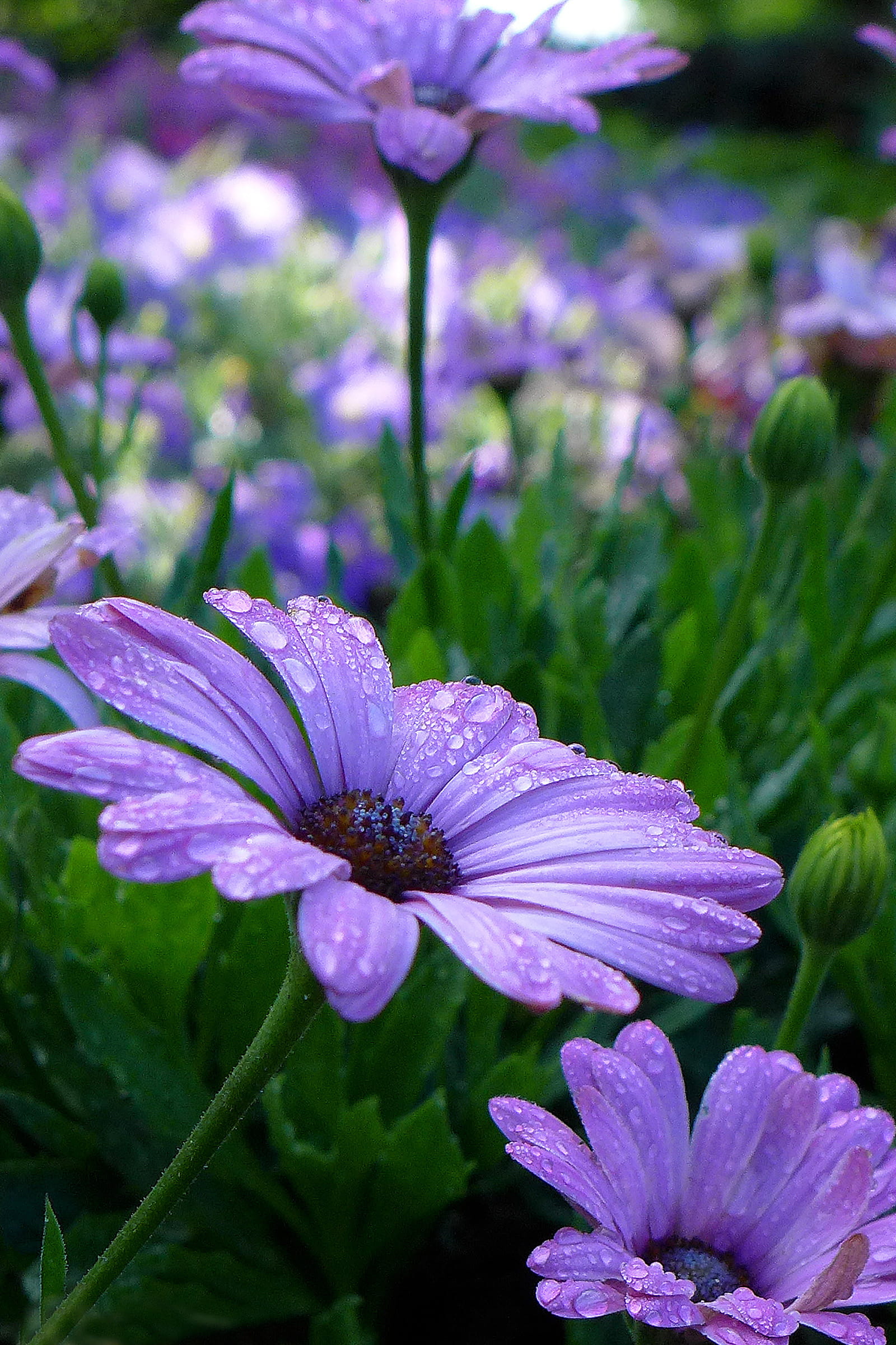 african, flower, close-up, flowers photos, petal, blue, vulnerability, africa, flowering plant, osteo, flowers image, pollination, purple flower, freshness, Phone HD Wallpaper